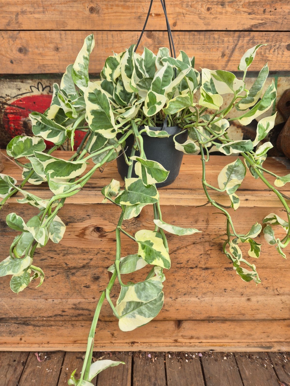 Epipremnum pinnatum Njoy XXL p17, Ophalen of Verzenden, Halfschaduw, Minder dan 100 cm