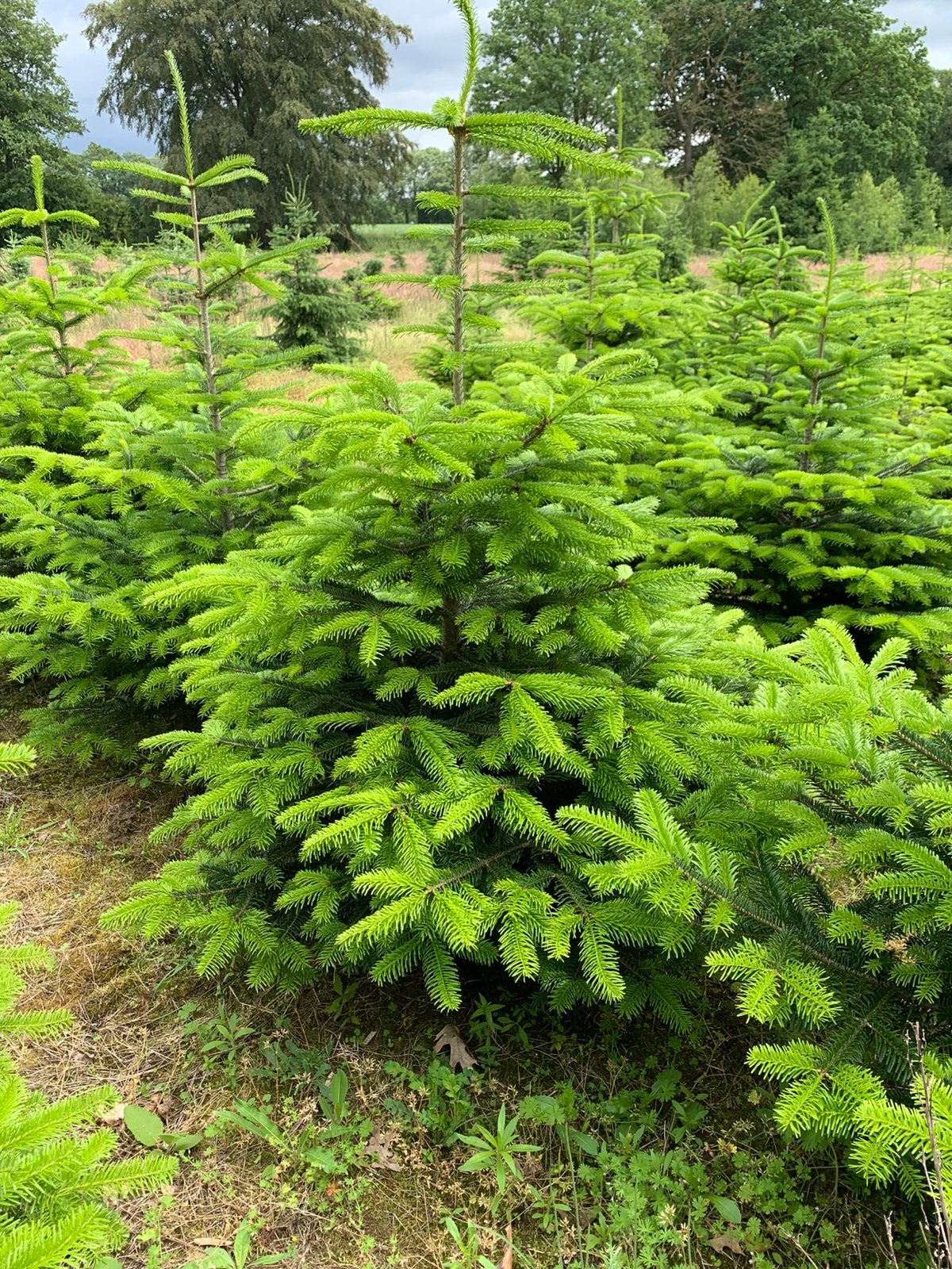 100 stuks Nordmann kerstbomen 1.50 m, Tuin en Terras, Overige soorten, 100 tot 250 cm, Zomer, Ophalen