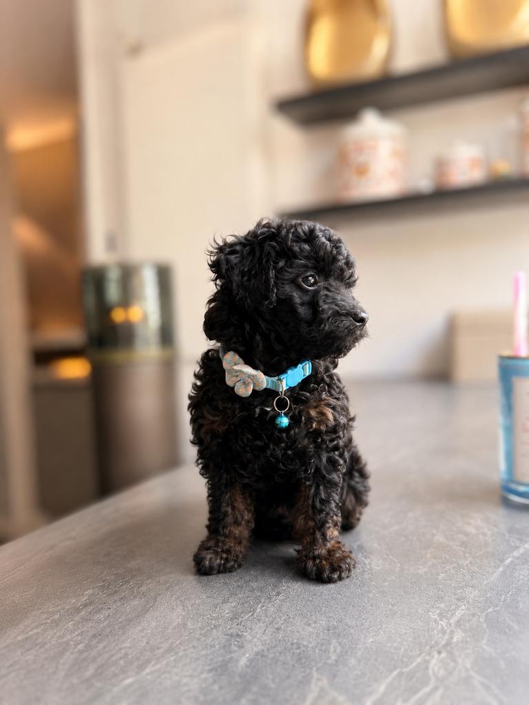 Maltipoo reutje  vader/moeder getest, Dieren en Toebehoren, 8 tot 15 weken, Parvo, Eén hond, Nederland