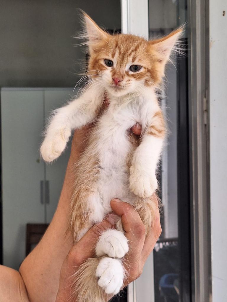 Max bijna 3 mnd (nog op Cyprus) zoekt zijn forever home, Kater