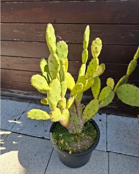 Grote Opuntia Vulgaris te koop aangeboden!, Ophalen, Halfschaduw, Minder dan 100 cm, In pot