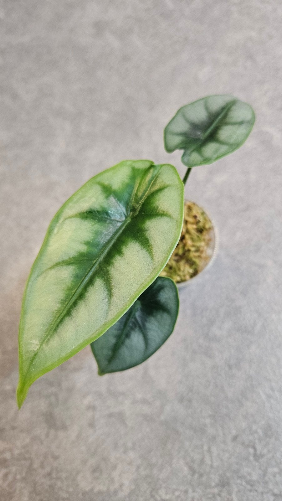 Alocasia Reversa, Ophalen of Verzenden, Halfschaduw, Minder dan 100 cm