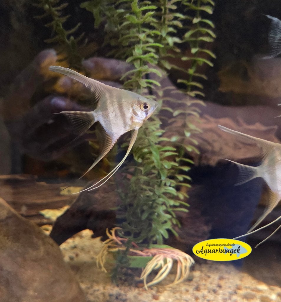 Pterophyllum scalare manacapuru red back maanvis, Vis, Zoetwatervis