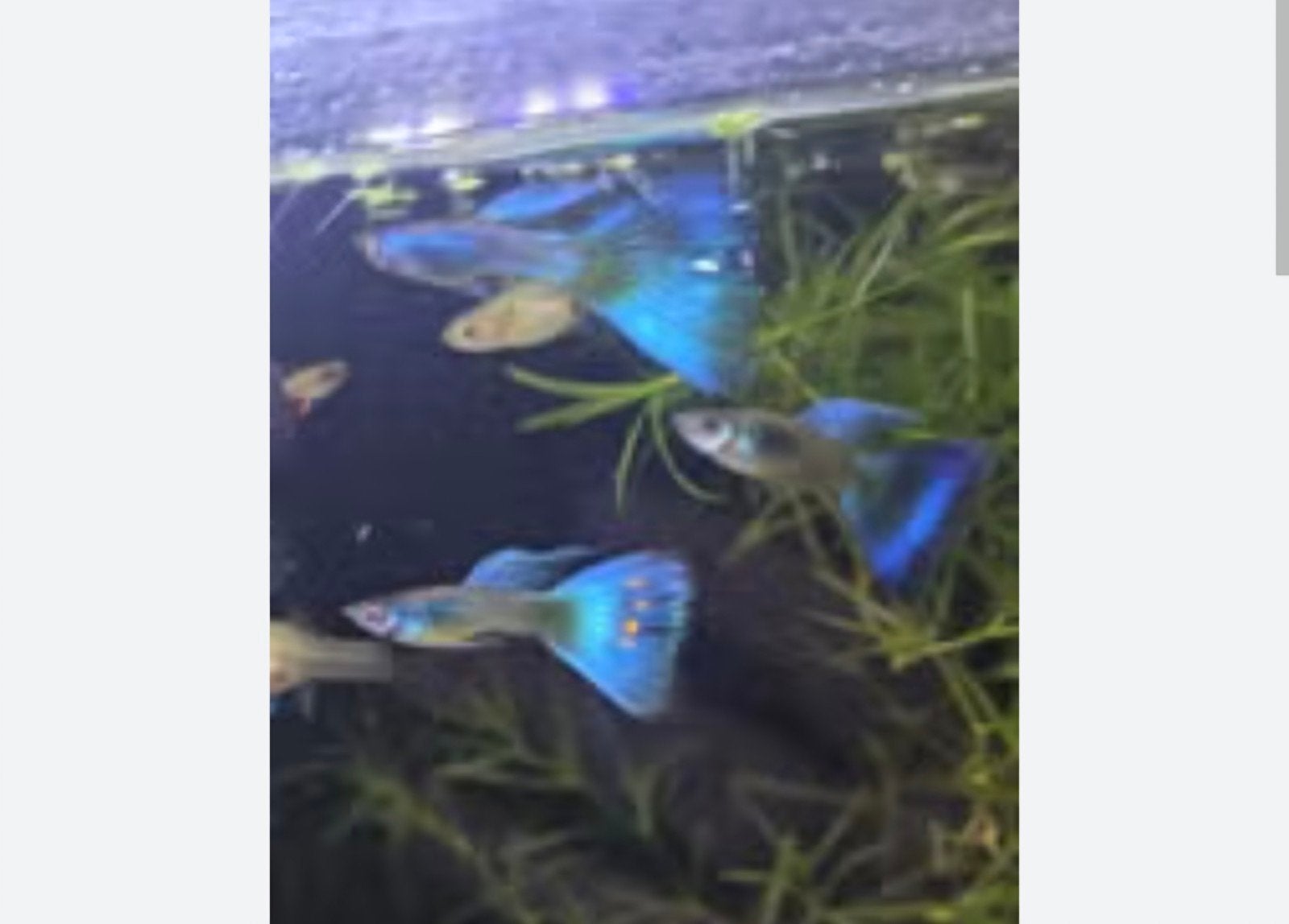 10 Uitgeselecteerde blue Moscow guppen., Zoetwatervis
