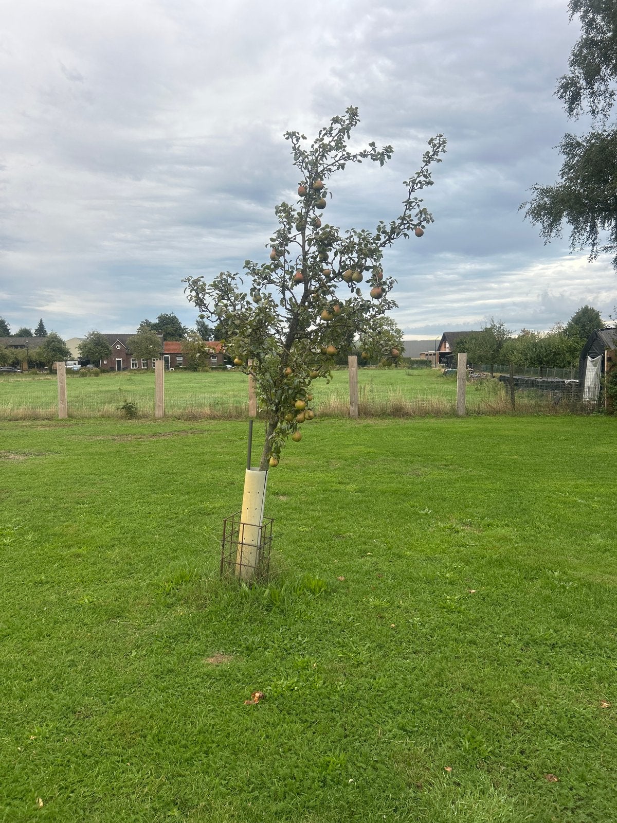 Perenboom - Verse Peren uit Eigen Tuin, Tuin en Terras, Ophalen of Verzenden, Overige soorten, Struik, 100 tot 250 cm