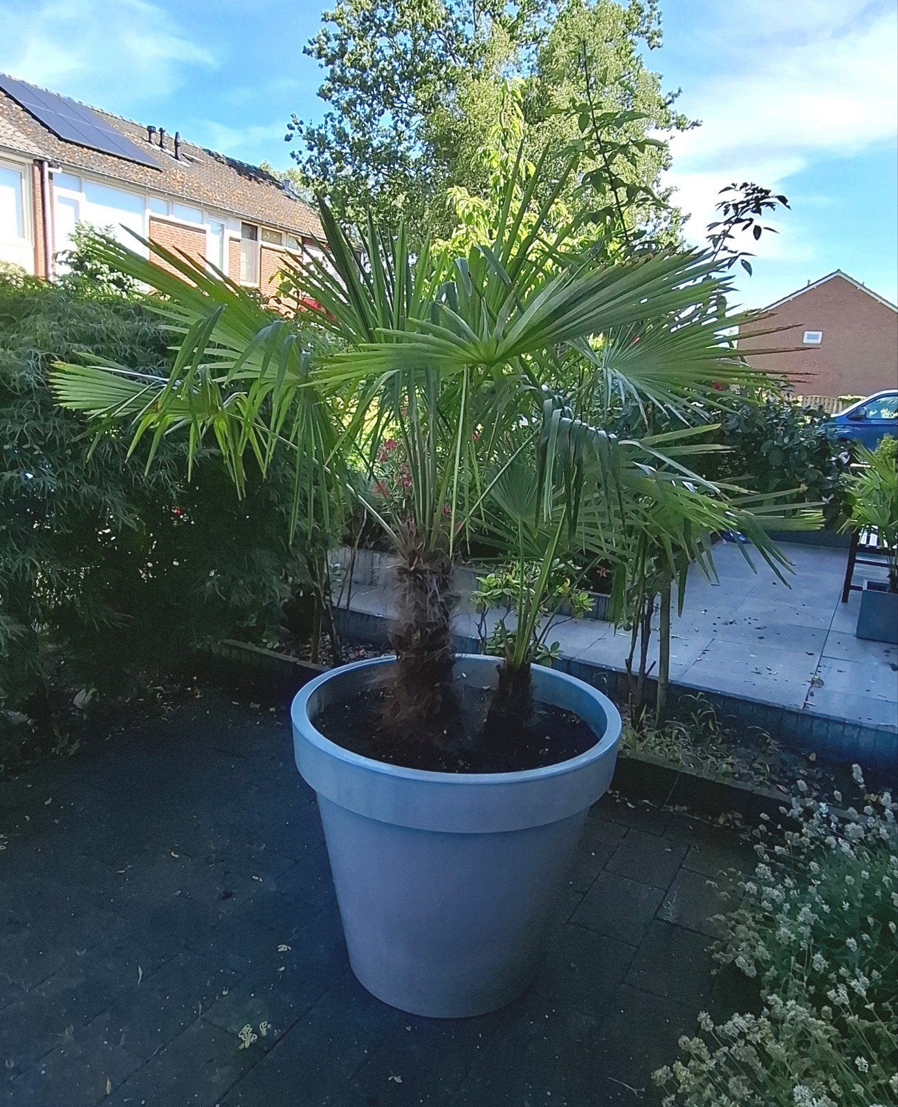 Dubbele palm., Tuin en Terras, Planten | Bomen, 100 tot 250 cm, Zomer, Palmboom, Ophalen