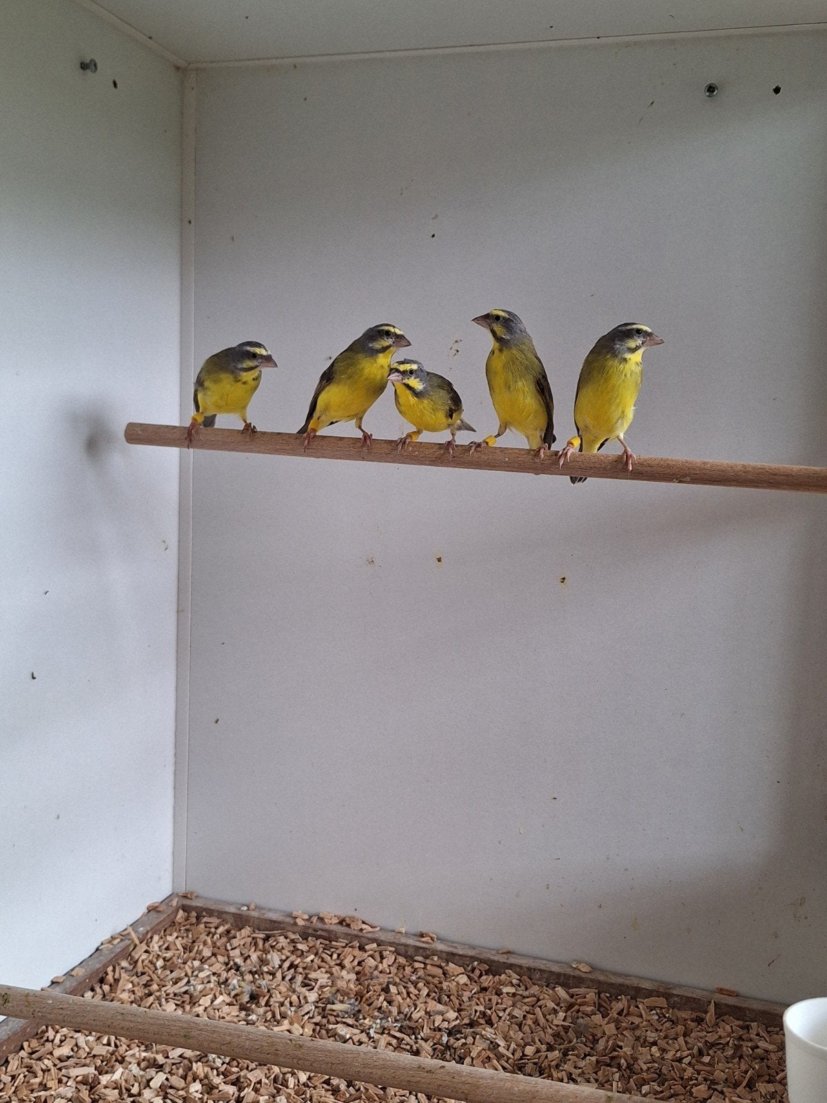 mozambiquesijs, Meerdere dieren