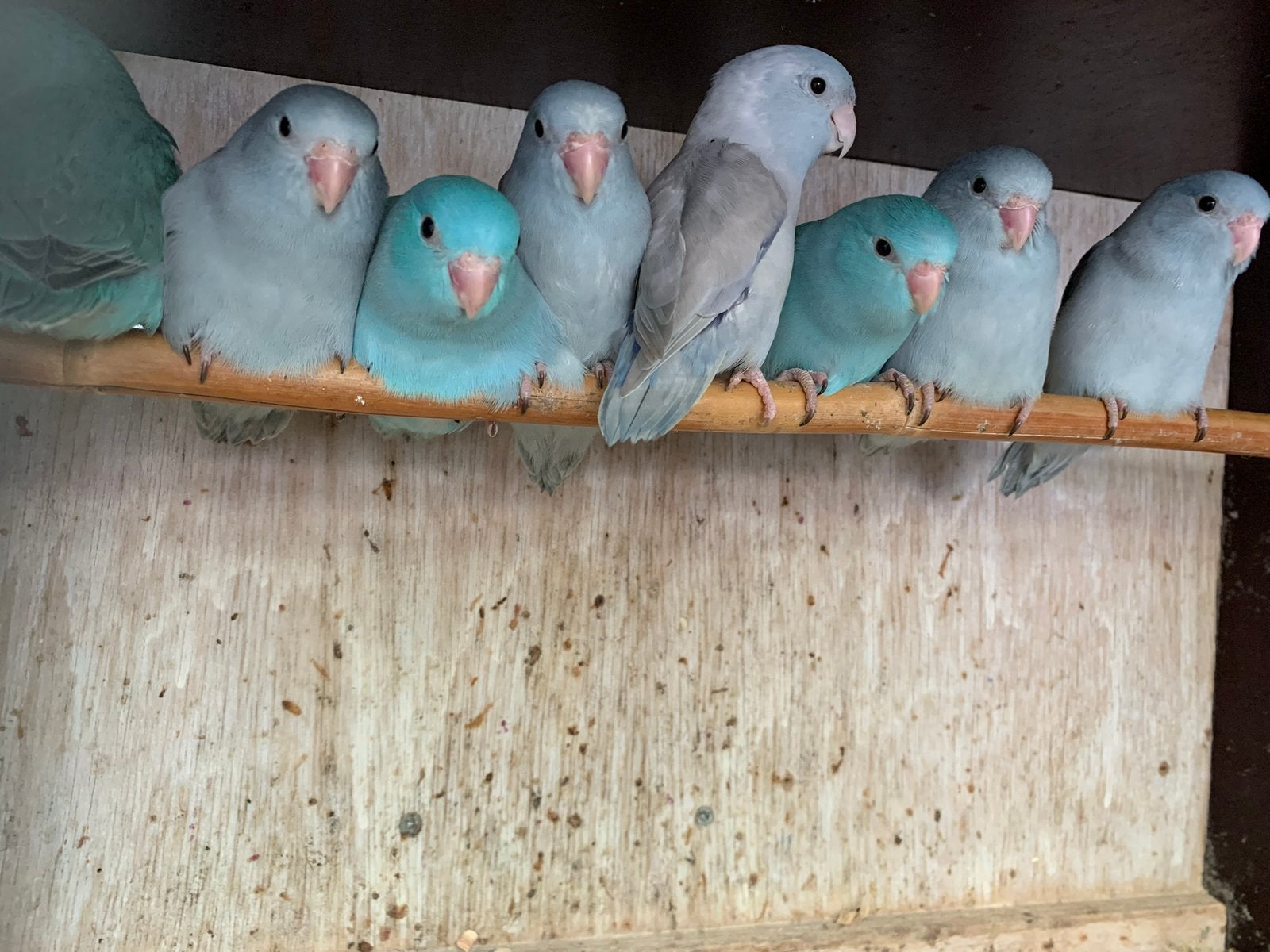 jonge forpussen (lichtblauw/grijs) begin nov. Beschikbaar, Dieren en Toebehoren, Geslacht onbekend, Dwergpapegaai of Agapornis