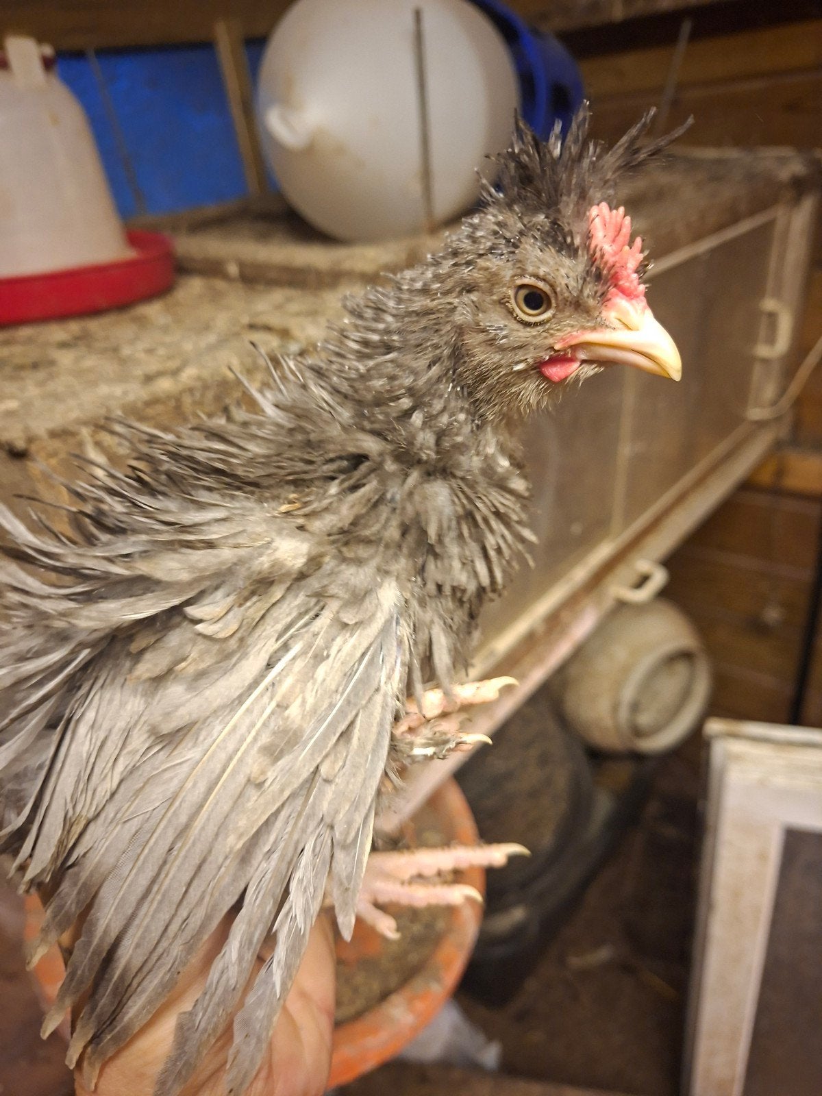 Mix Haantjes, Dieren en Toebehoren, Pluimvee