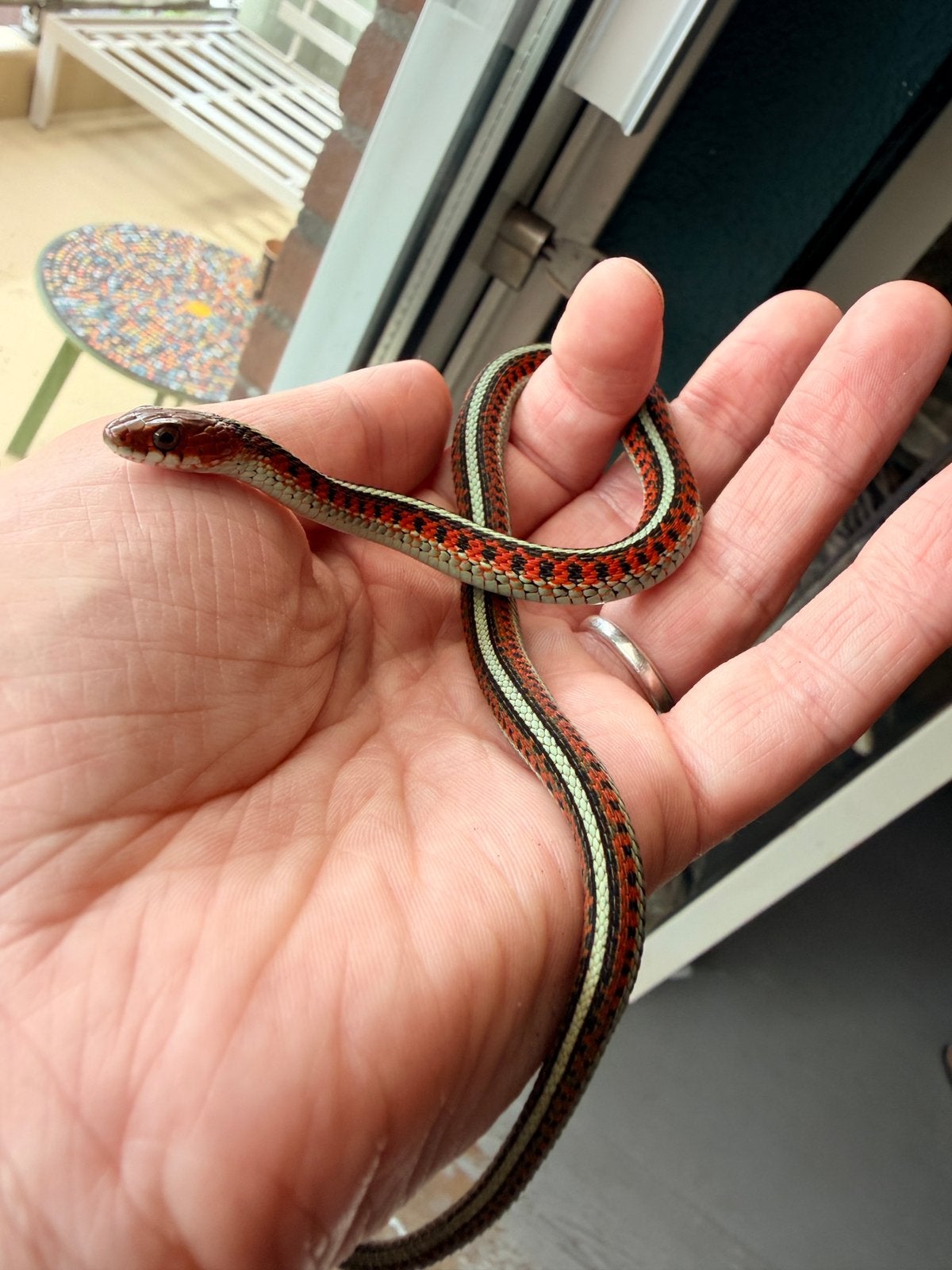 Thamnophis Sirtalis Infernalis 2.2, Slang, 0 tot 2 jaar