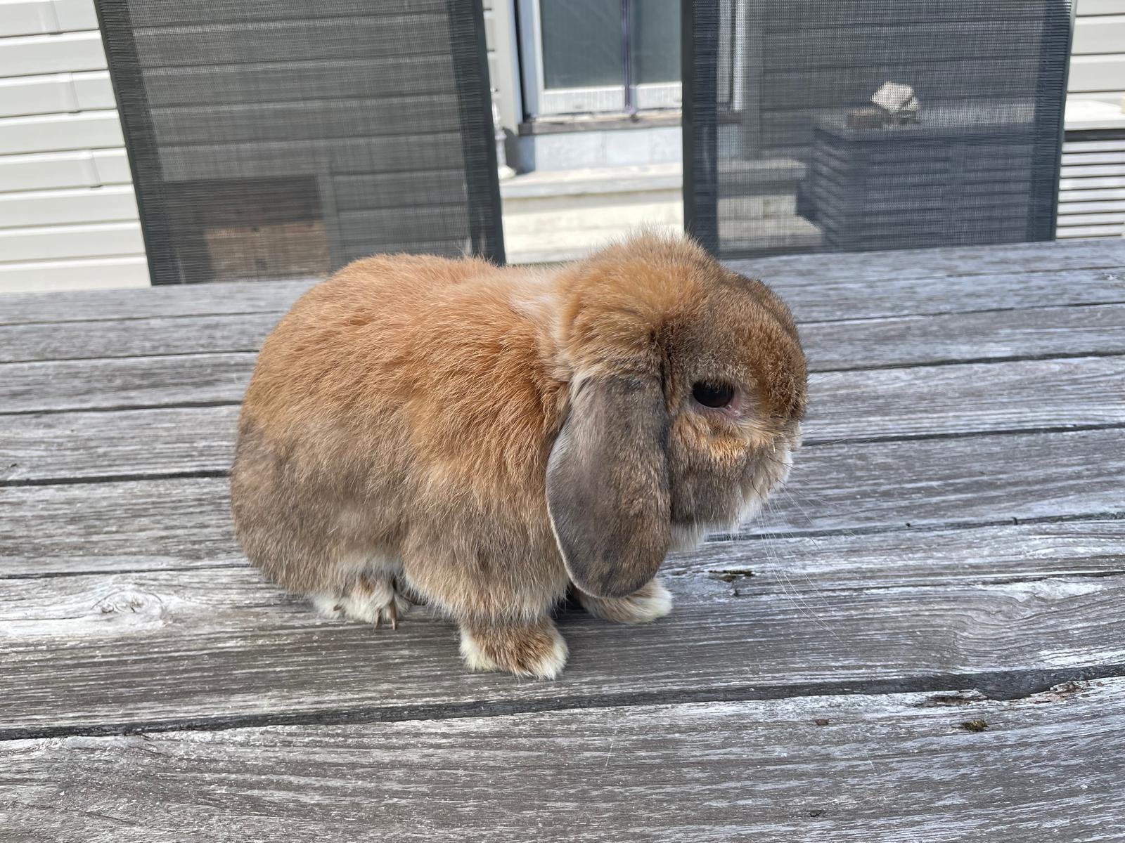 Minilop, lief en speels, Mannelijk, Dwerg