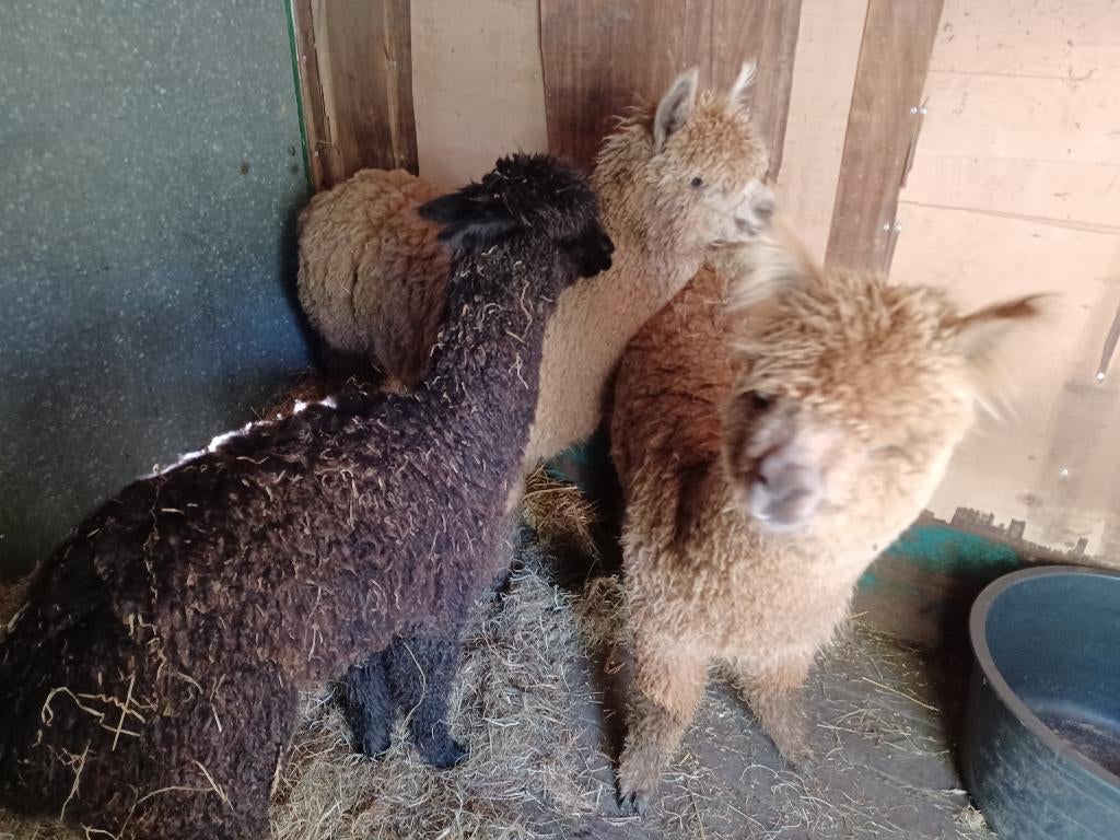 alpaca te koop, Juli, Meerdere dieren