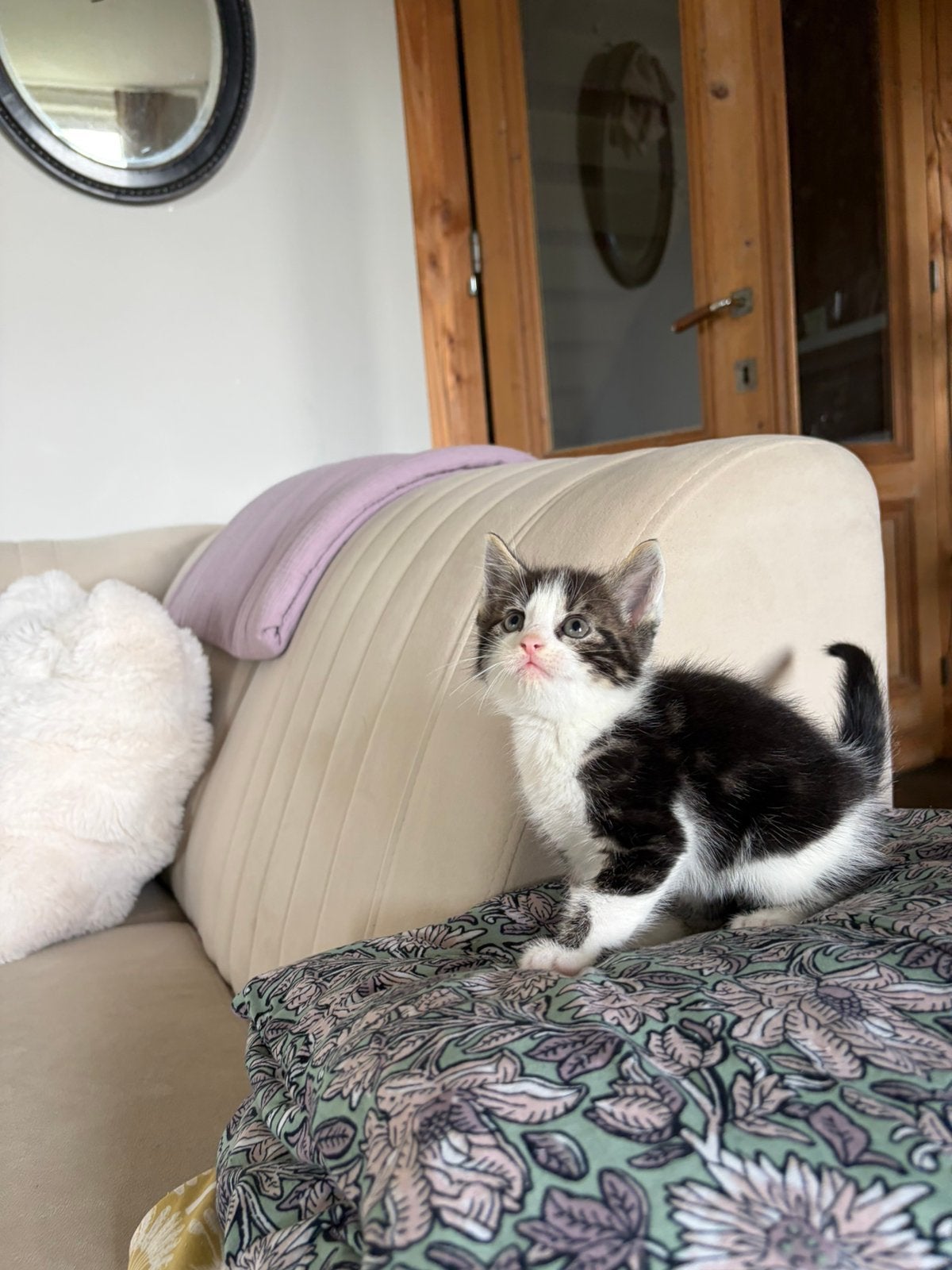 Mooie boerderij kittens te koop, Dieren en Toebehoren, Katten en Kittens | Overige Katten, Meerdere dieren