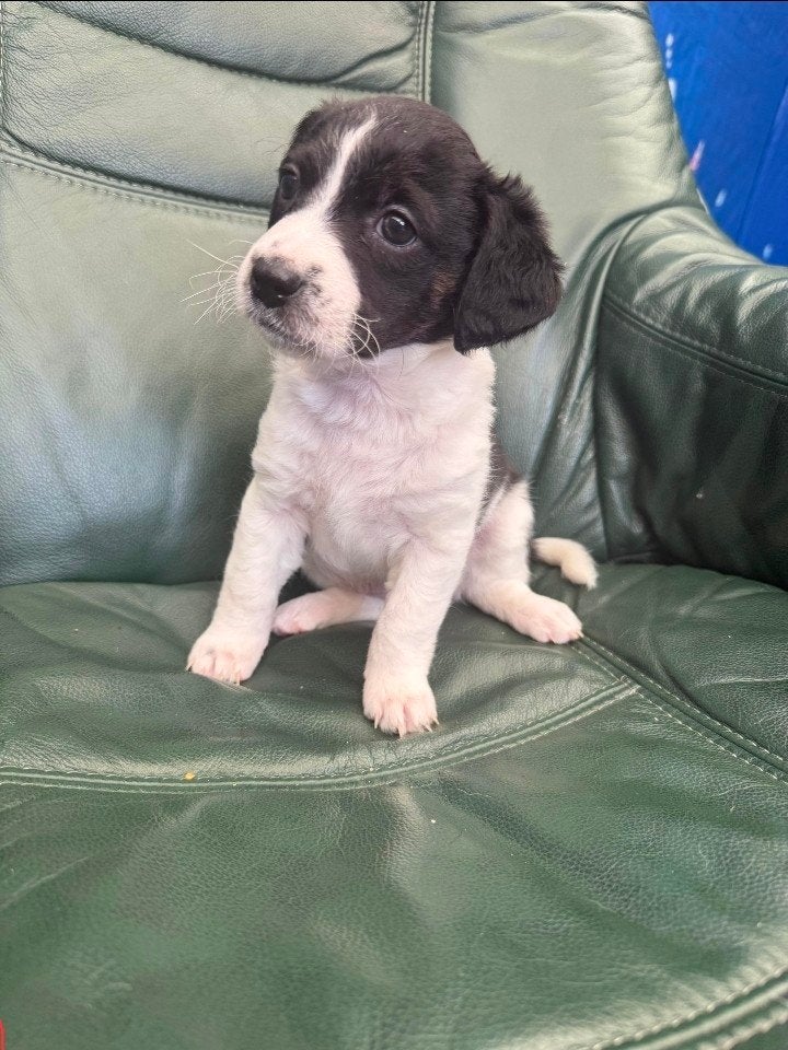 jack Russel Pup, 8 tot 15 weken, Teef, Eén hond, Nederland