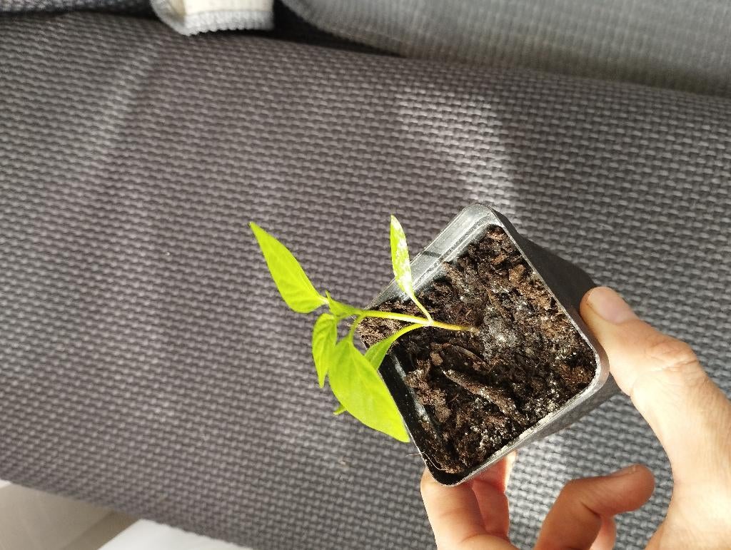 Paprika en puntpaprika voor moestuin of binnen in een kas, Ophalen, Eenjarig, Groenteplanten, Volle zon