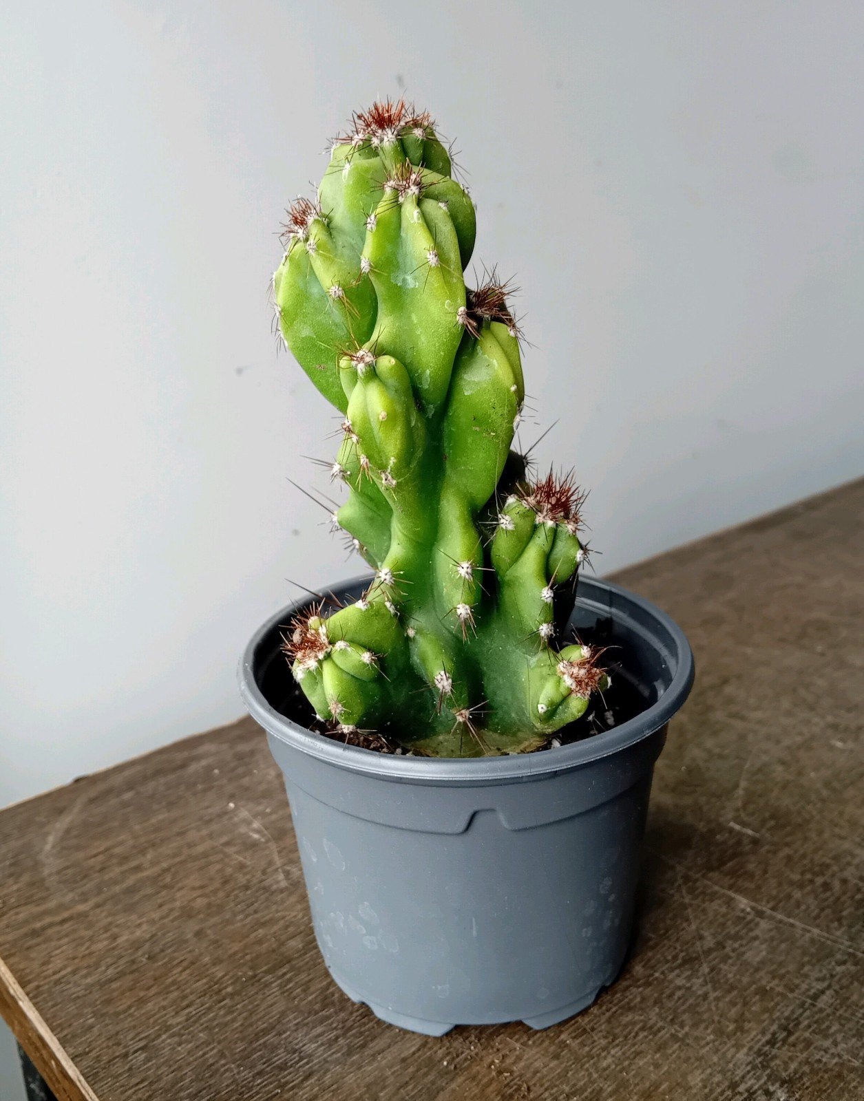 Cactus 15cm cereus p. Monstrosus, Ophalen, Minder dan 100 cm, In pot, Cactus