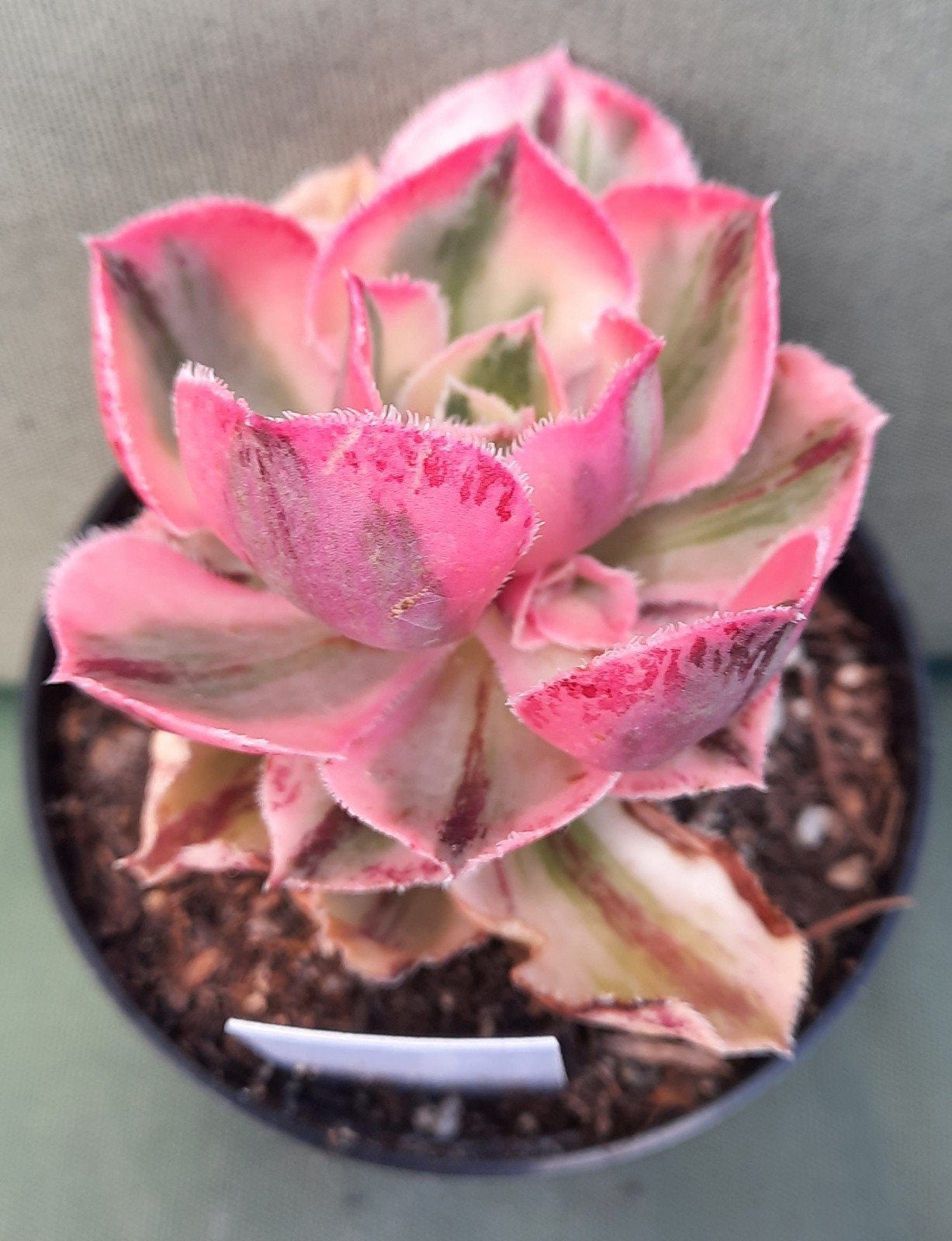 Aeonium marnier lapostolle variegata, Vetplant, Minder dan 100 cm, Groene kamerplant, Halfschaduw