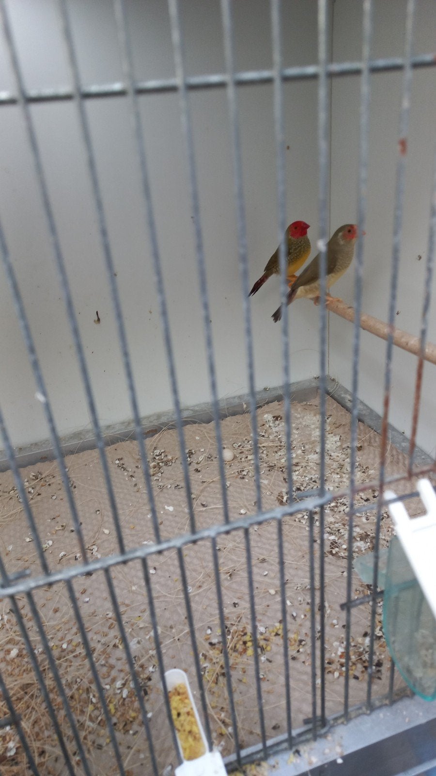 Span binsen, Dieren en Toebehoren, Vogels | Overige Vogels, Meerdere dieren