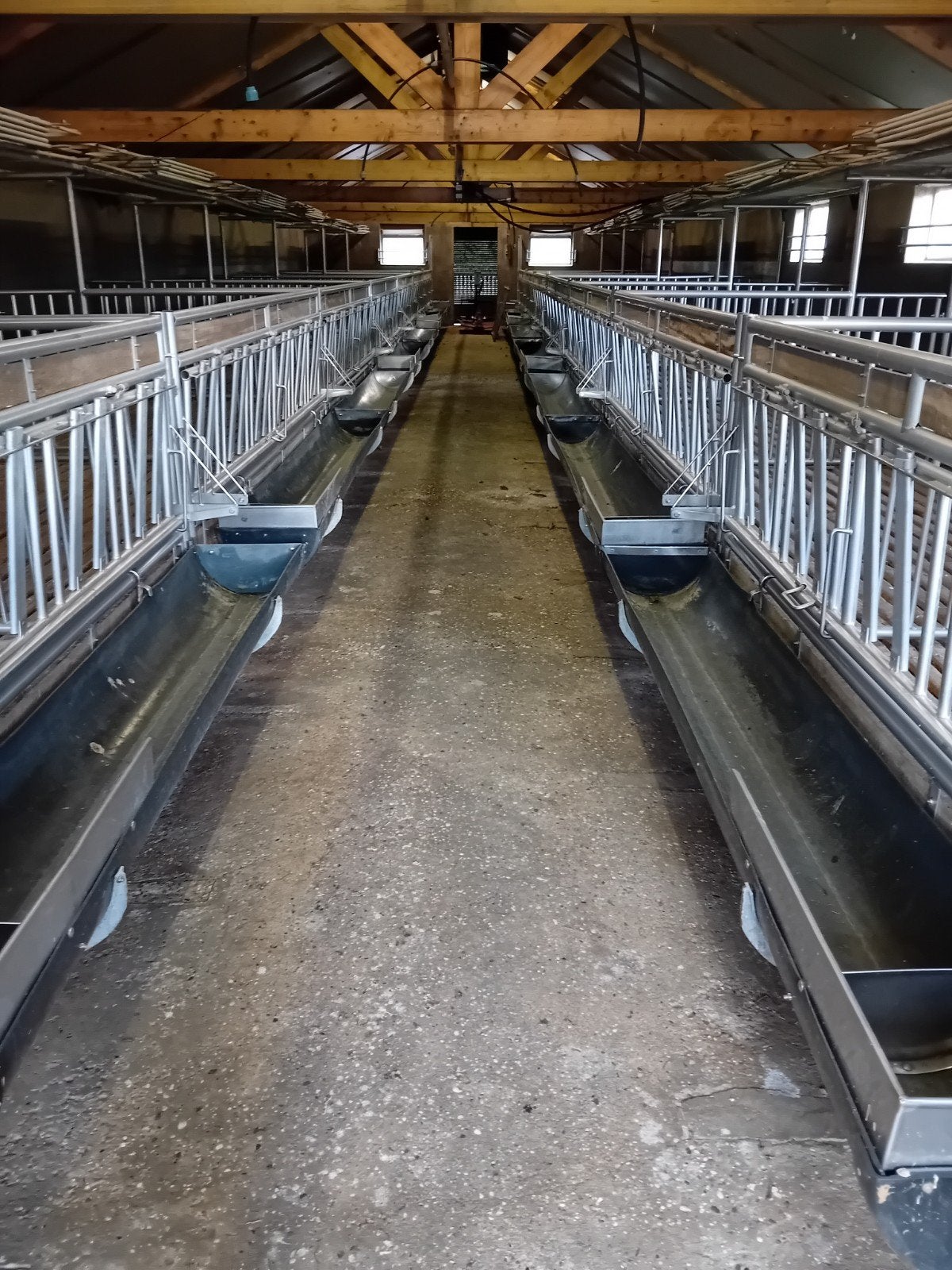 Stalinrichting voor kalveren, Meerdere dieren