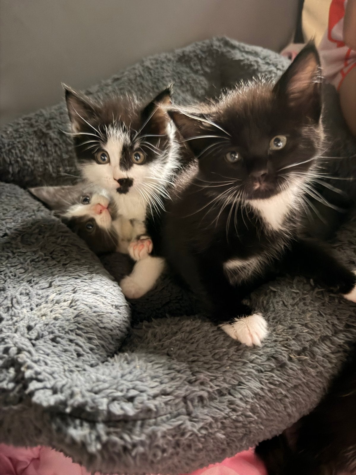 Kittens maine coon x europeese korthaar, Poes