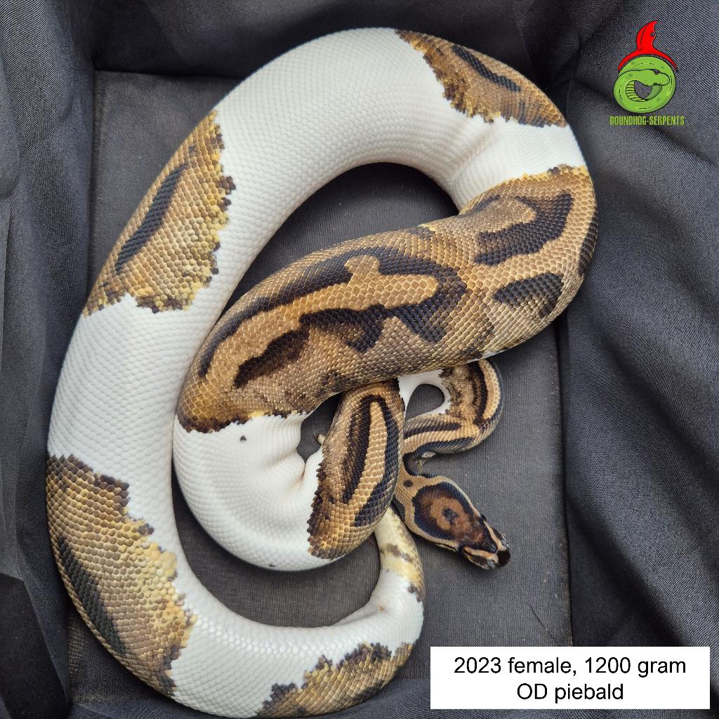 regius OD piebald bijna kweekklaar Ball Python - female for sale from Roundhog serpents
