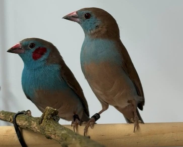 Roodwang blauwfazantjes - Uraeginthus bengalus, Dieren en Toebehoren, Meerdere dieren, Tropenvogel, Geringd