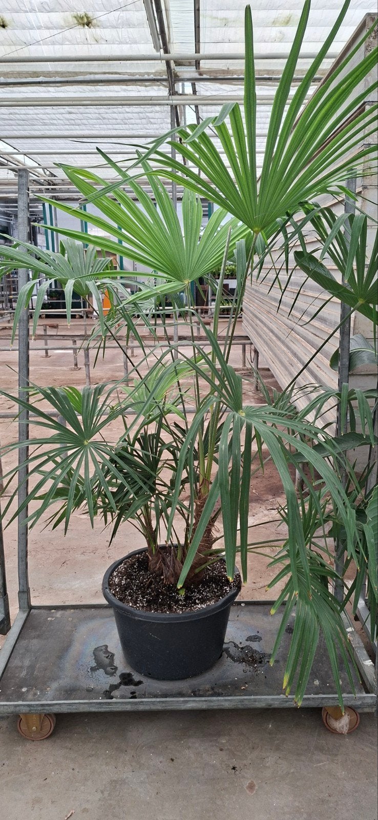Trachycarpus Fortunei - Winterharde Palmboom, Volle zon, Vaste plant, Bloeit niet, Ophalen