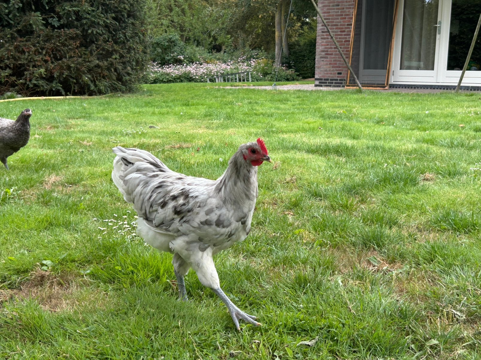 Australurp Haan, Mannelijk, Kip