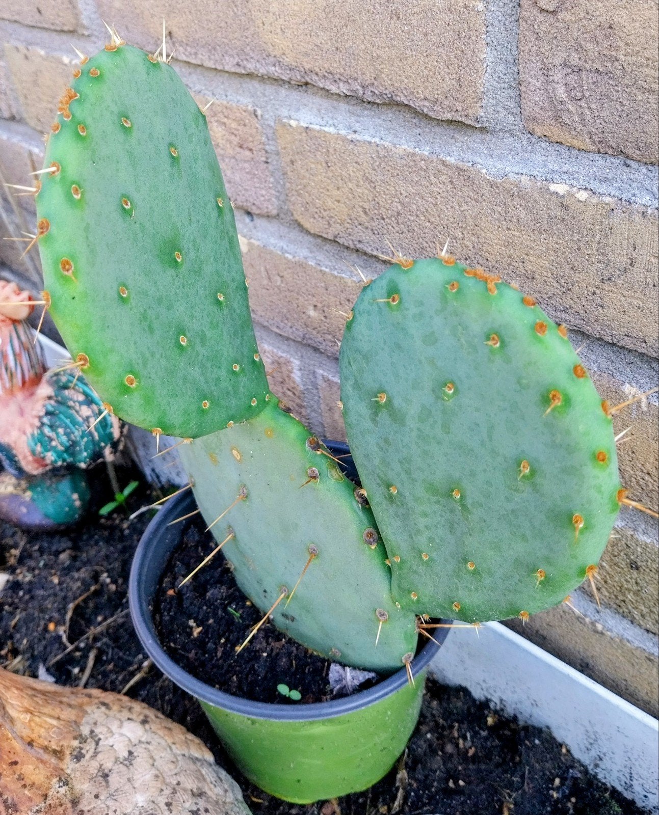 Opuntia cactus - Prickly Pear cactus, Tuin en Terras, Planten | Tuinplanten, Volle zon, Vaste plant, Bloeit niet, Ophalen