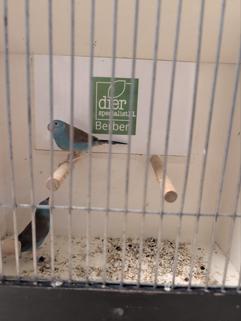 Blauwkop blauw fazantjes mannen, Dieren en Toebehoren, Vogels | Overige Vogels, Mannelijk, Geringd