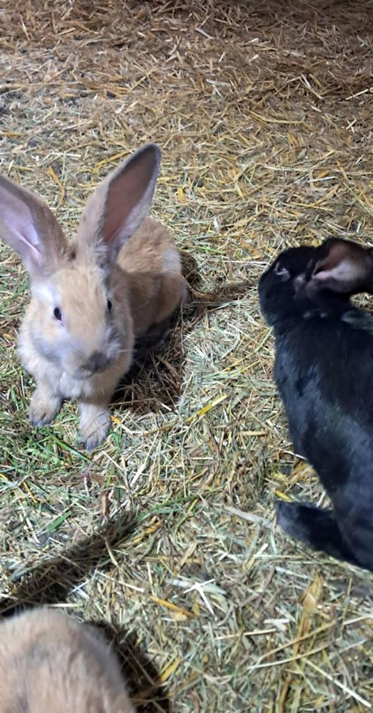Mooie lotharinger konijnen, Dieren en Toebehoren, Konijnen, Meerdere dieren, Groot, Hangoor, 0 tot 2 jaar