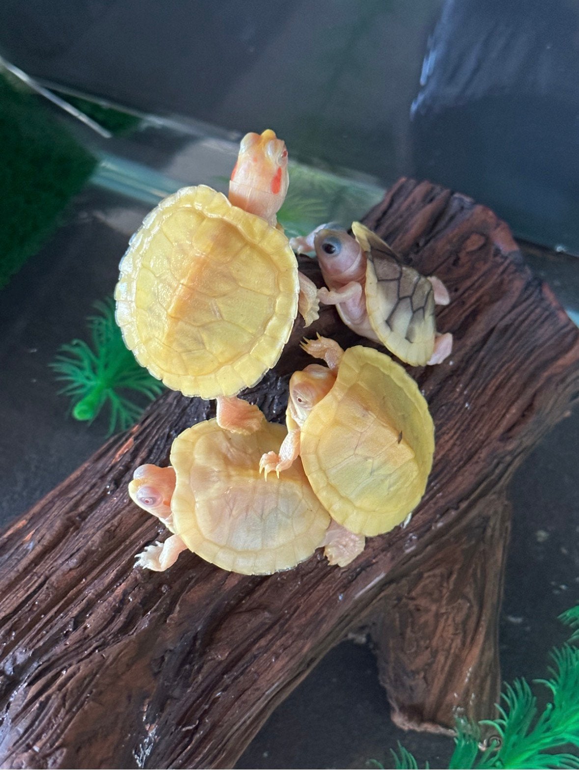 Albino Geelroodwand schildpad - babies (zeer zeldzaam), Dieren en Toebehoren, Reptielen en Amfibieën, Schildpad, Tam, 0 tot 2 jaar