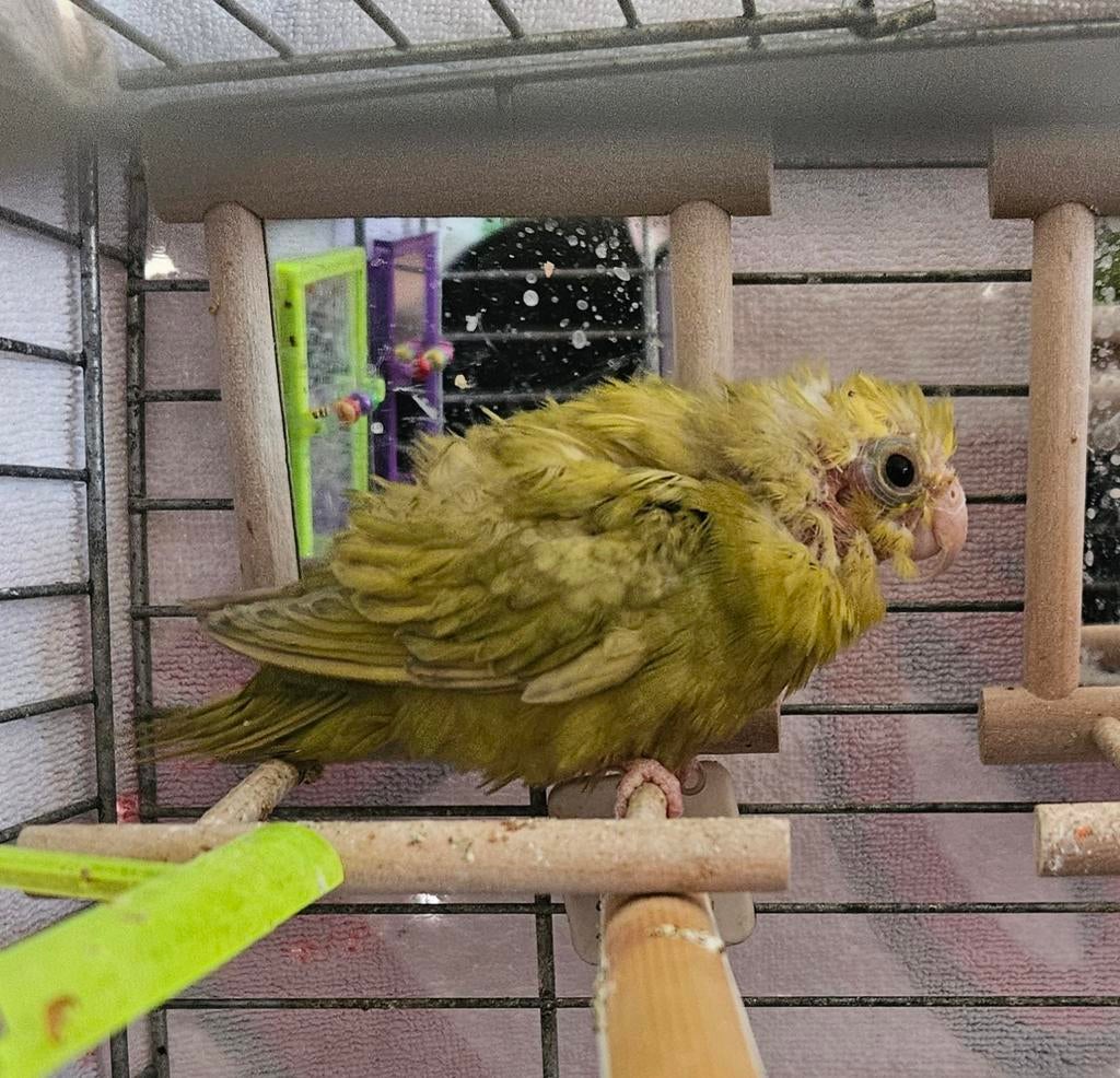 Maatje gezocht, Dieren en Toebehoren, Vogels | Kanaries, Mannelijk