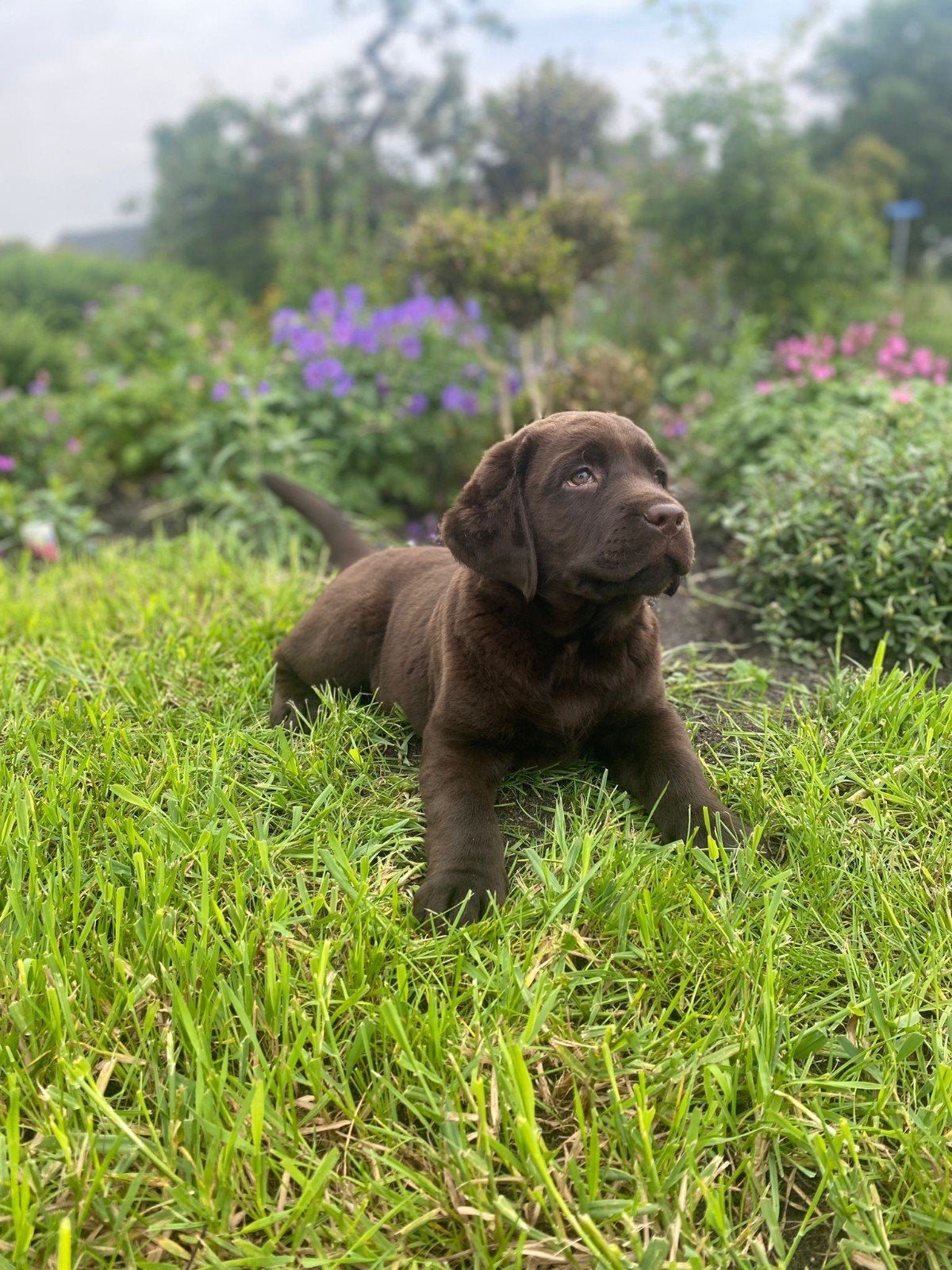 Supermooie lieve gezonde labradorpups, Parvo, 8 tot 15 weken, Labrador retriever, Meerdere