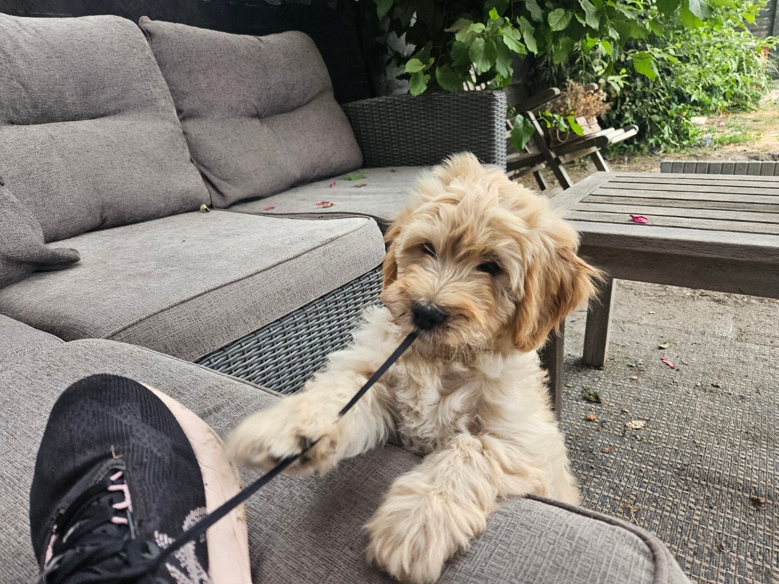 Mini goldendoodle f1 x australian labradoodle pups, Parvo, Overige rassen, 8 tot 15 weken, Meerdere