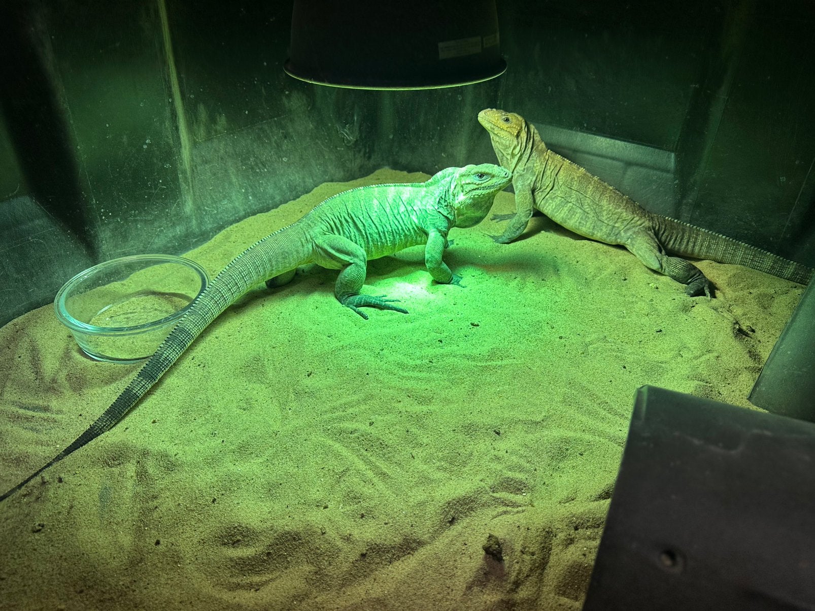 Koppel Jonge Neushoorn Leguanen / Cyclura Cornuta, Slang, 0 tot 2 jaar