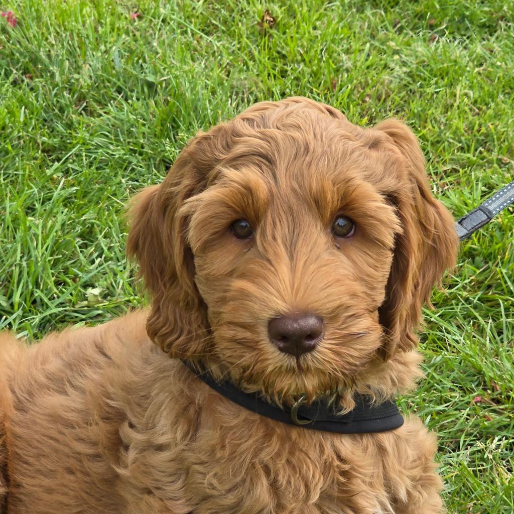 Medium Australian Labradoodle Reu ivm Annulering