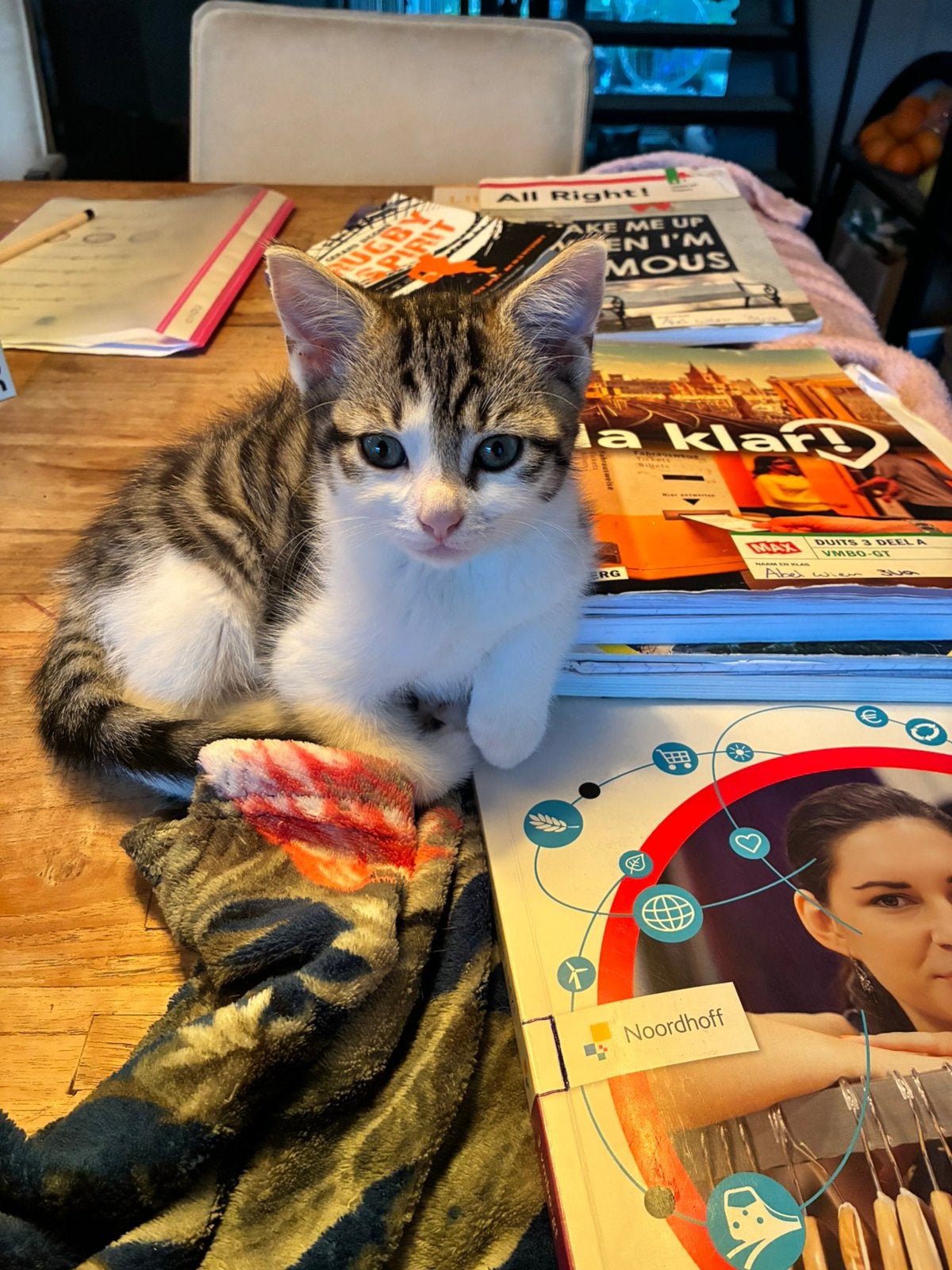 Kittens, Kater