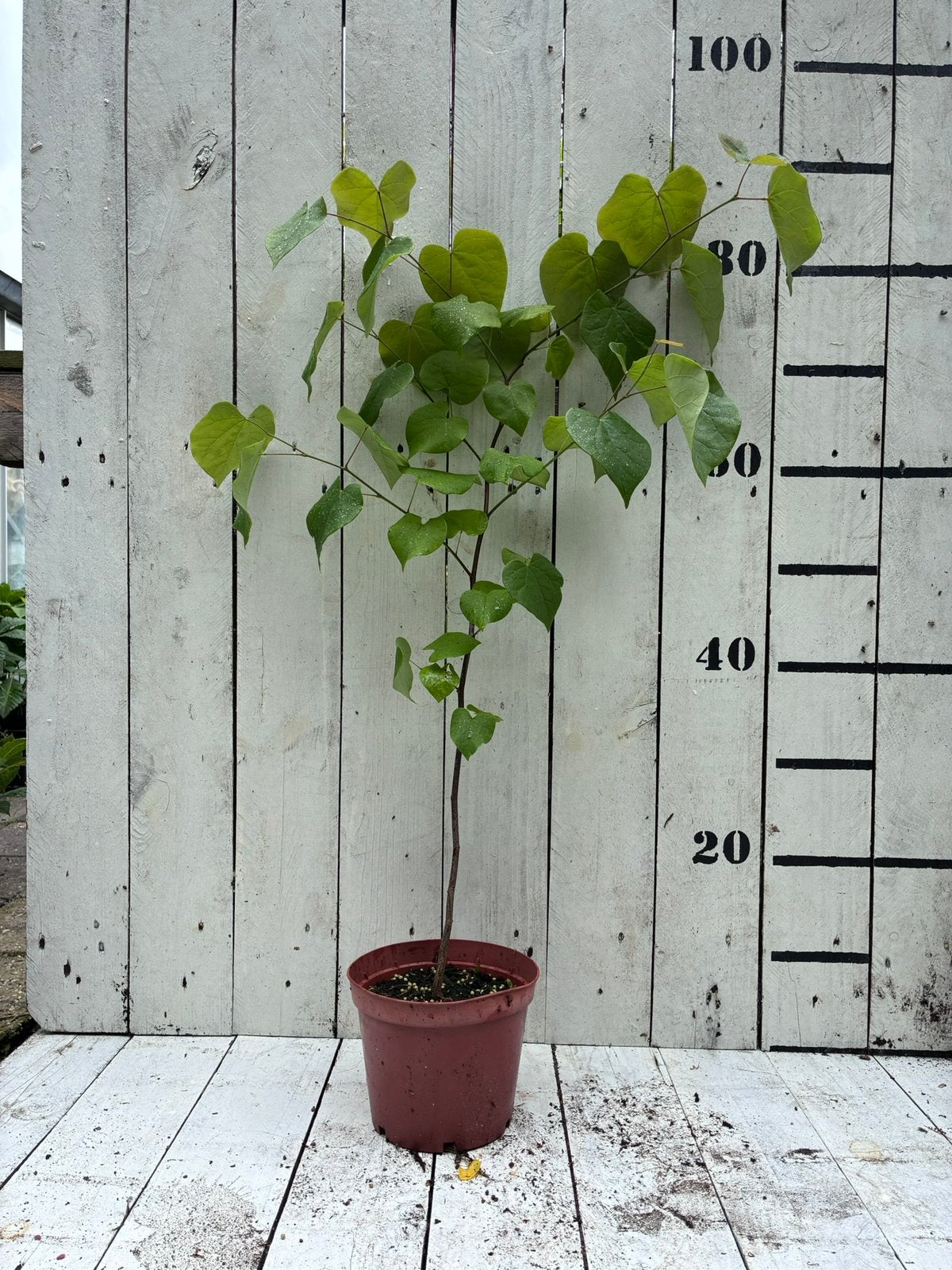Judasboom Cercis, Ophalen, Minder dan 100 cm, Overige soorten