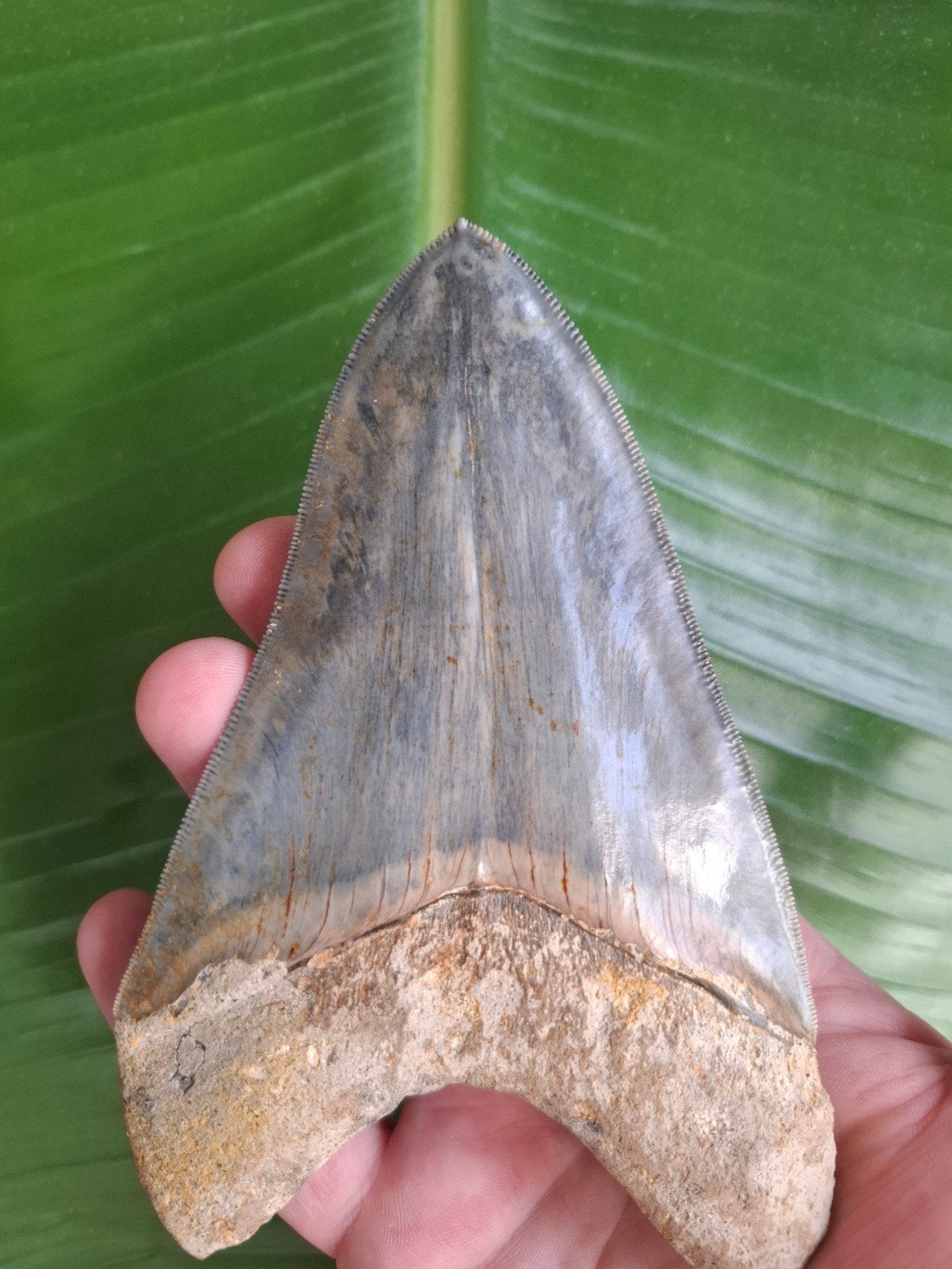 Otodus megalodon tand 5.7" / 14.48cm, Verzamelen, Ophalen of Verzenden, Fossiel