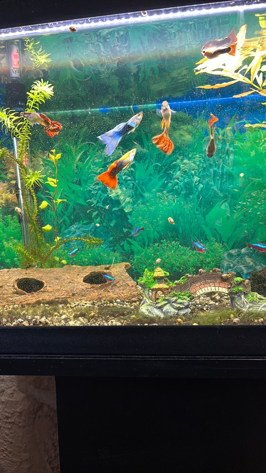 Complete aquarium, Dieren en Toebehoren, Ophalen, Inclusief toebehoren, Gebruikt, Verlichting of Verwarming