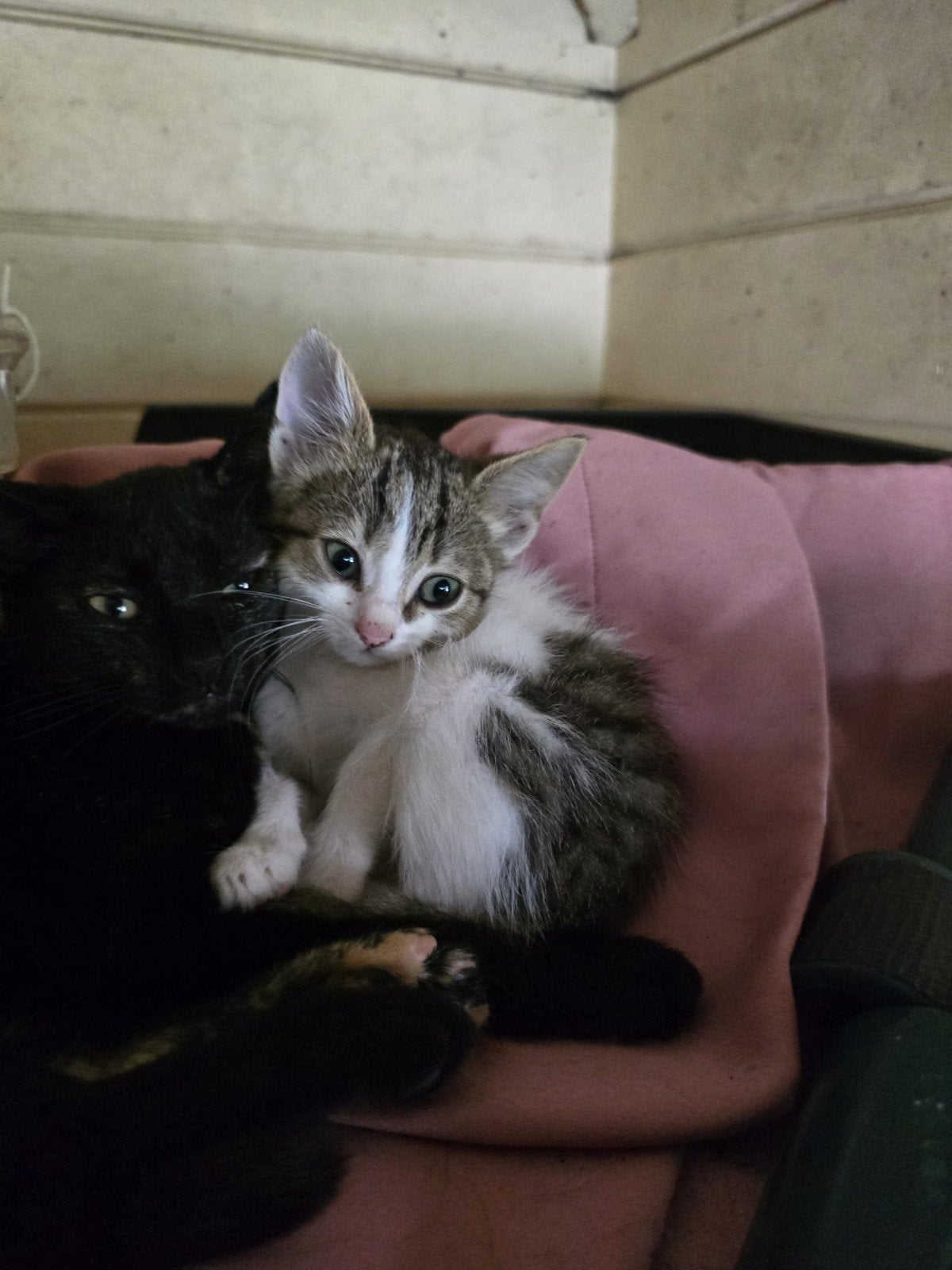 kittens, Dieren en Toebehoren, Meerdere dieren