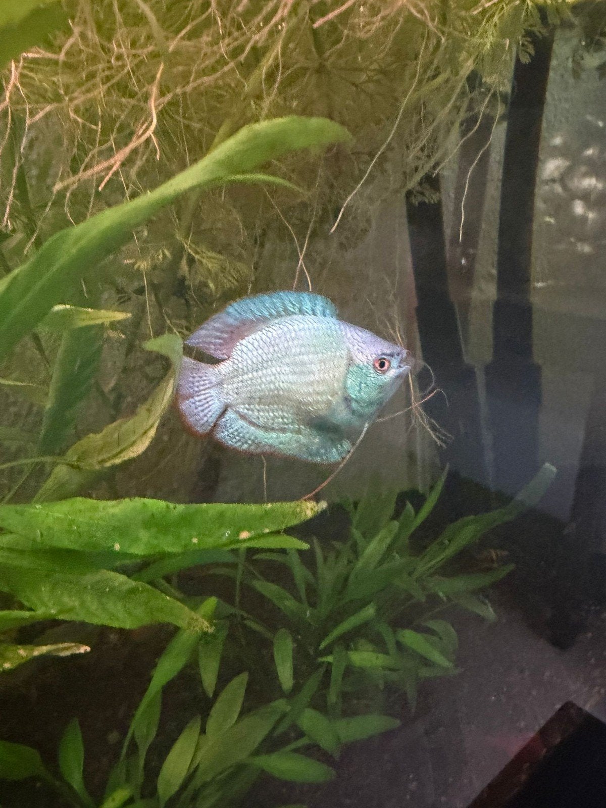 Blauwe dweggoerami. Mannetje, Dieren en Toebehoren, Vissen | Aquariumvissen, Vis