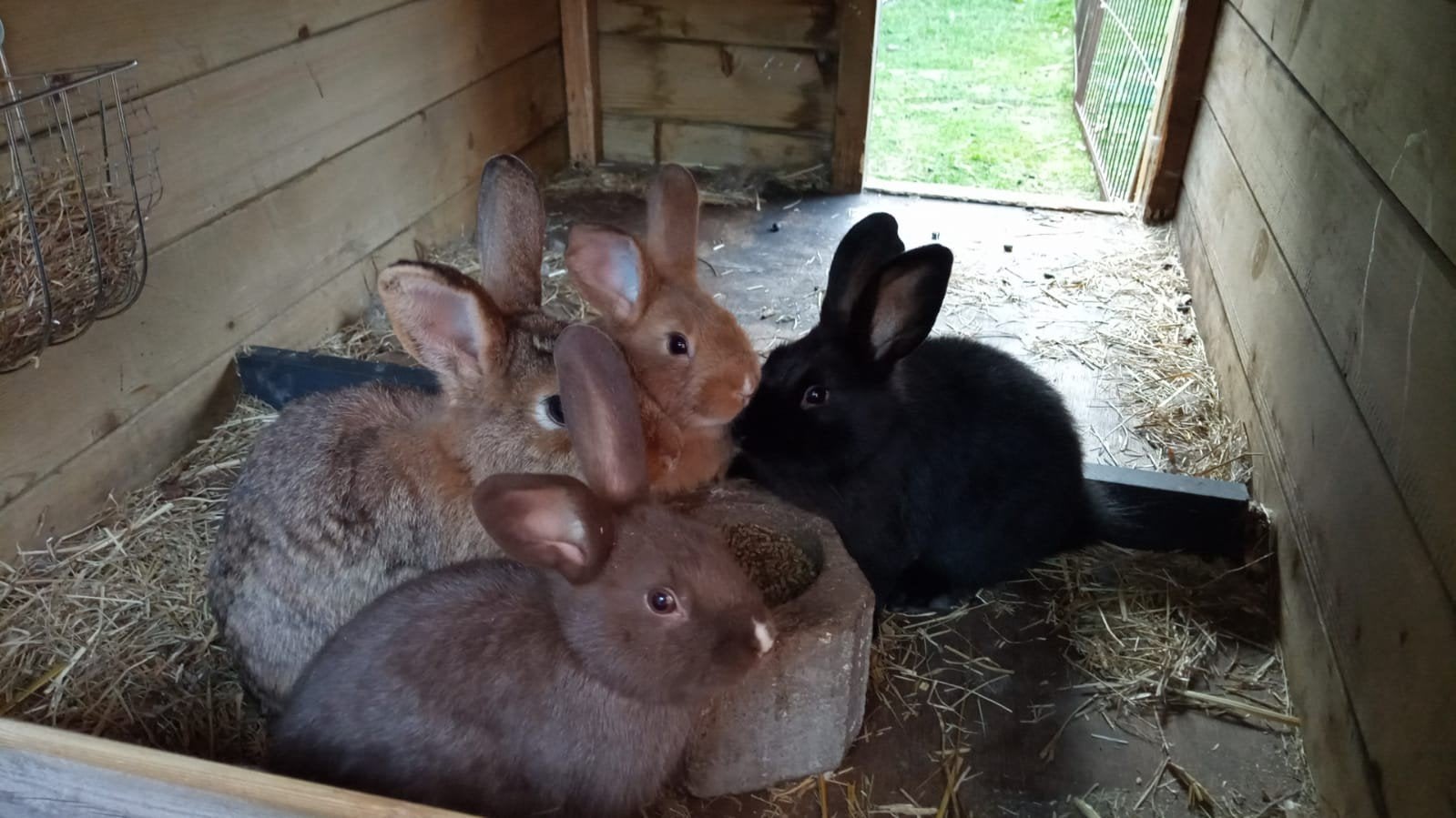 Jonge konijnen, Dieren en Toebehoren, Knaagdieren, Mei, Meerdere dieren, Overige typen, Tam