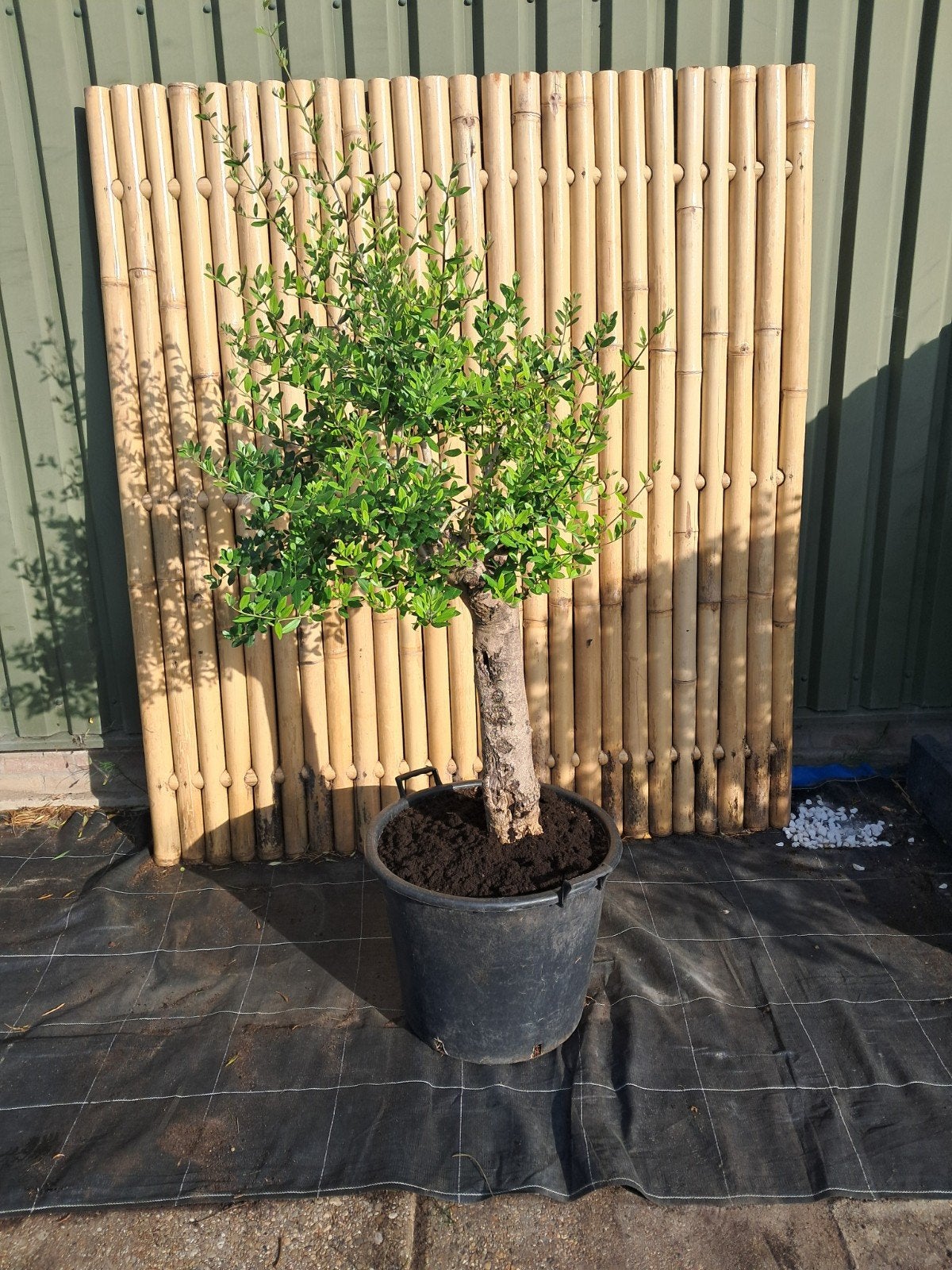 Prachtige Olijfboom - Mediterrane sfeer in uw tuin!, Volle zon, Vaste plant, Lente, Ophalen