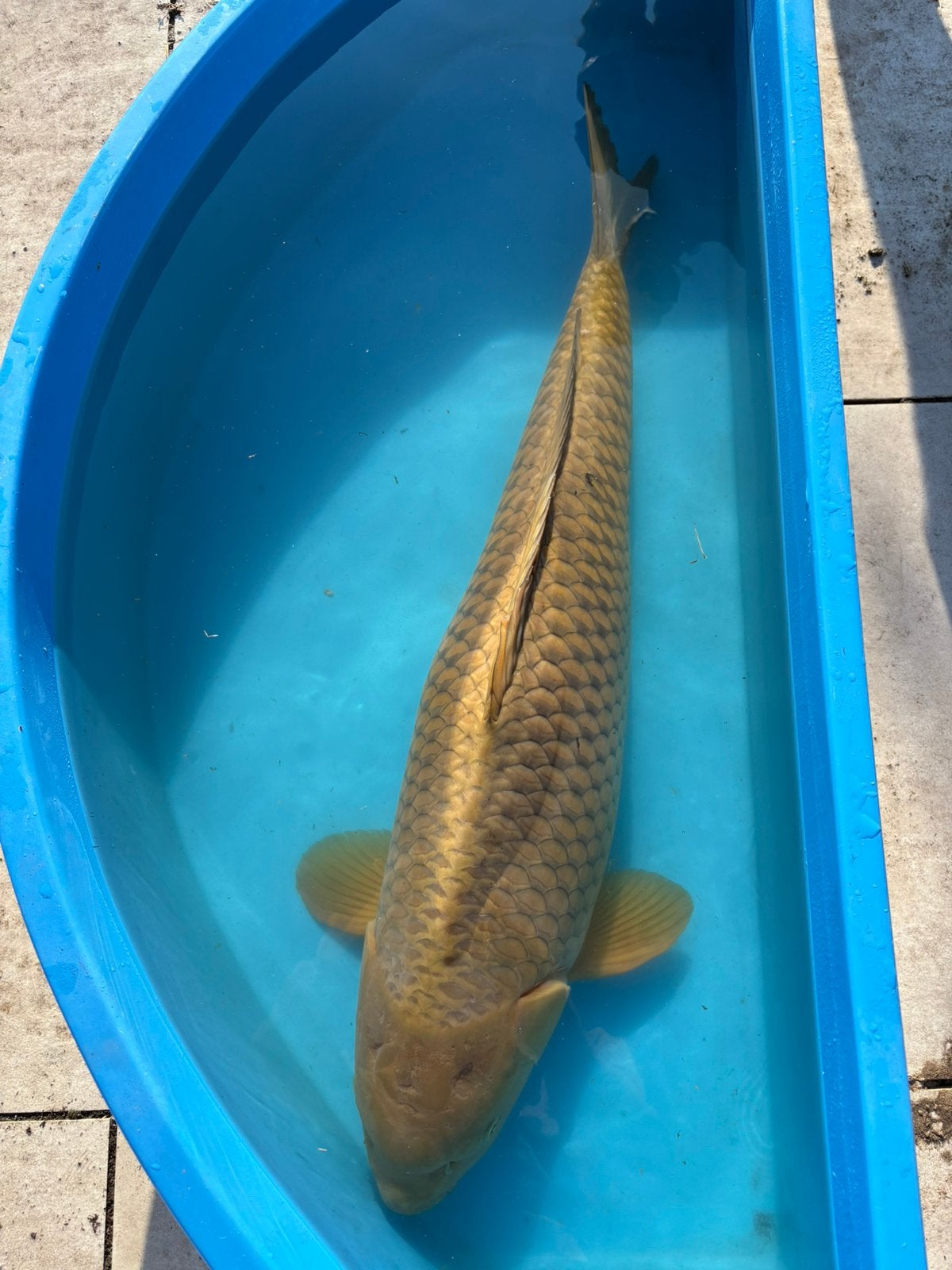 Chagoi hirasawa 87cm, Karper of Koi