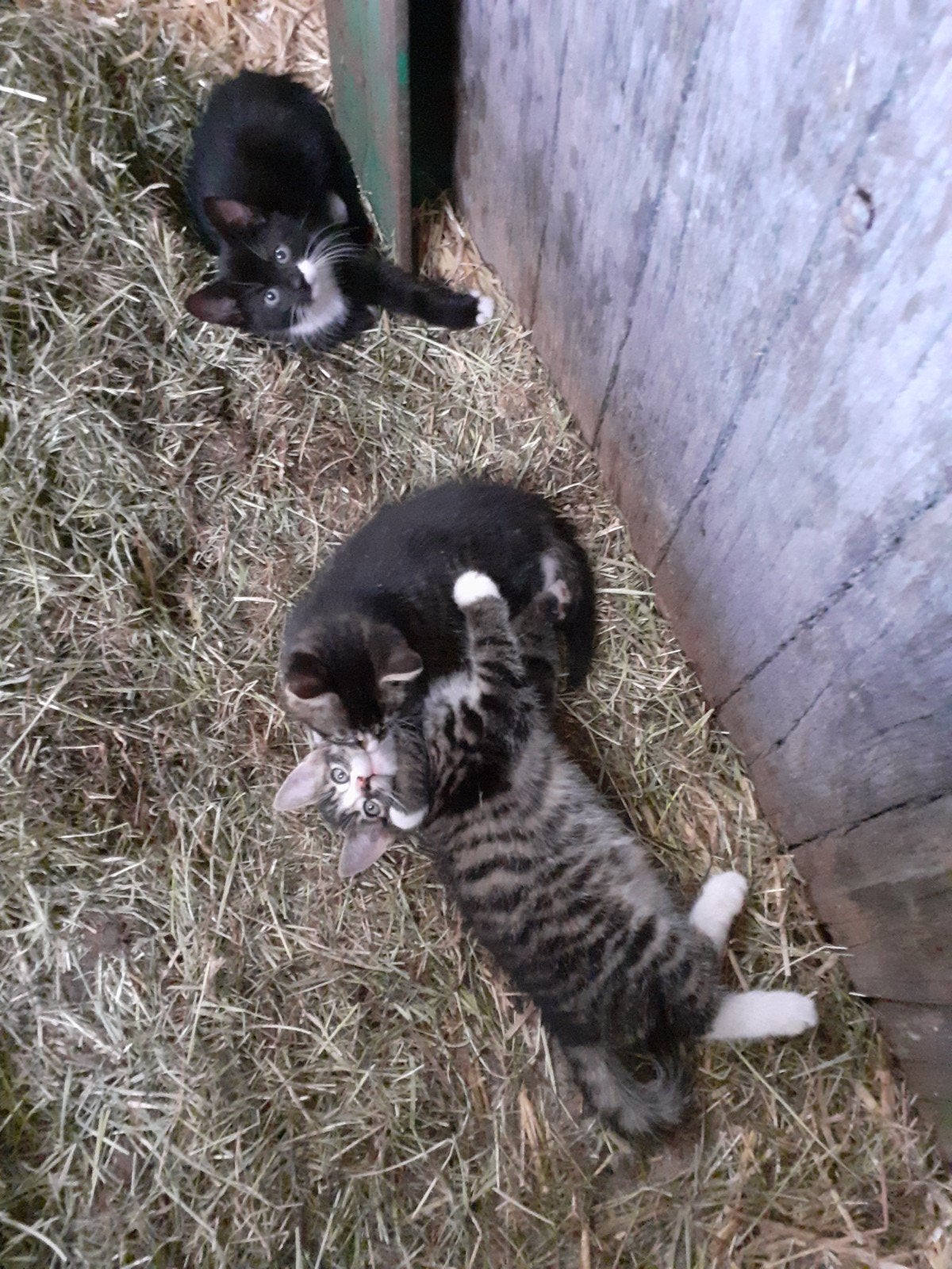 Jonge kittens., Meerdere dieren