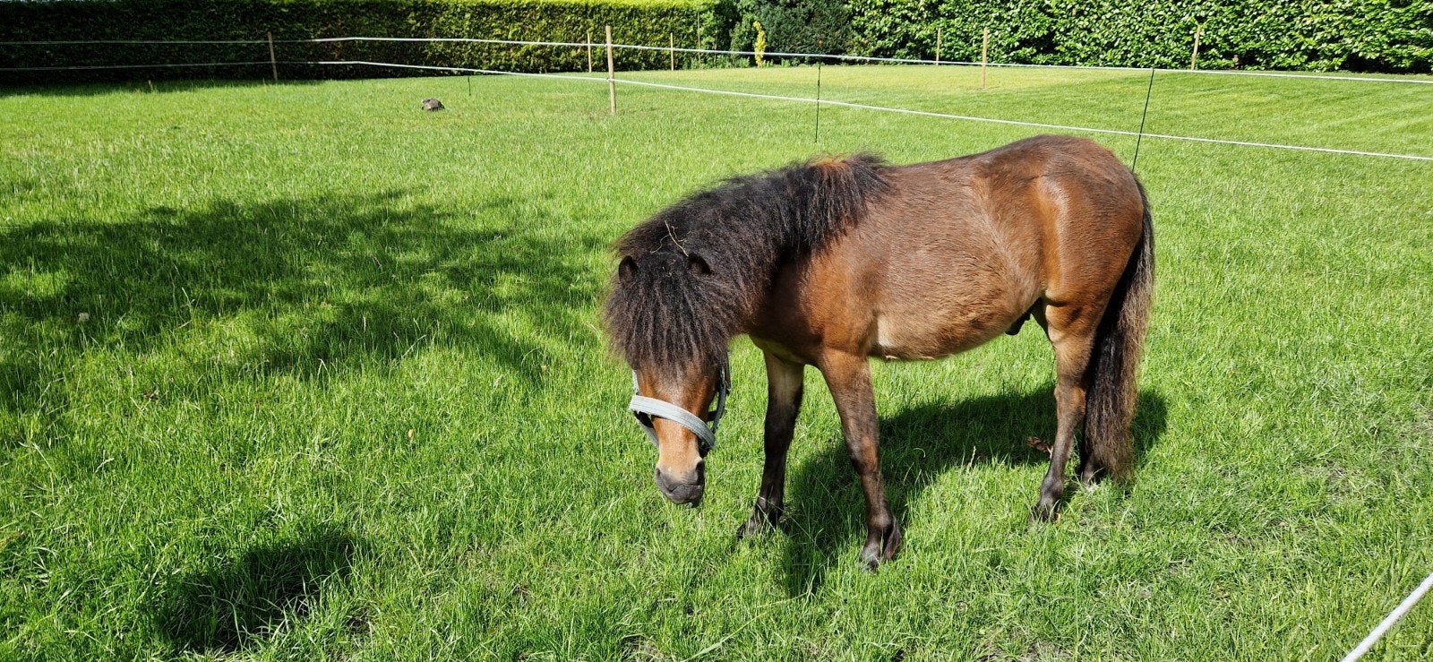 Welsh Veulen..Yuno, Hengst, A pony (tot 1.17m), 0 tot 2 jaar