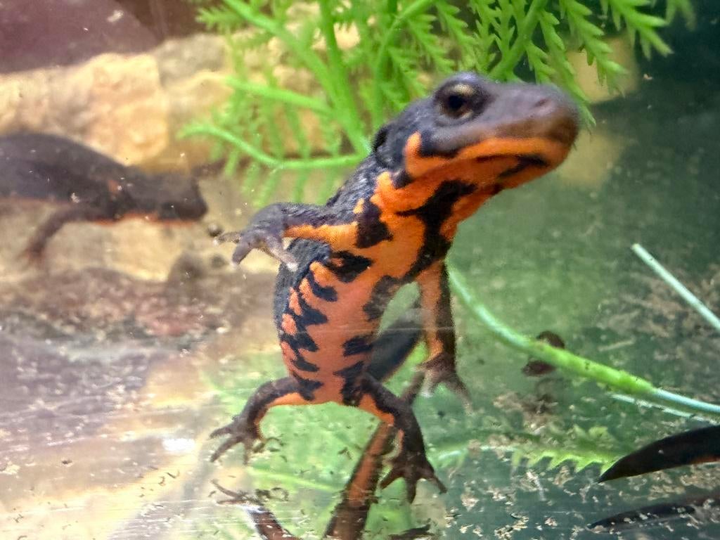 Grote keuze aan salamanders, Dieren en Toebehoren, Amfibie, 0 tot 2 jaar
