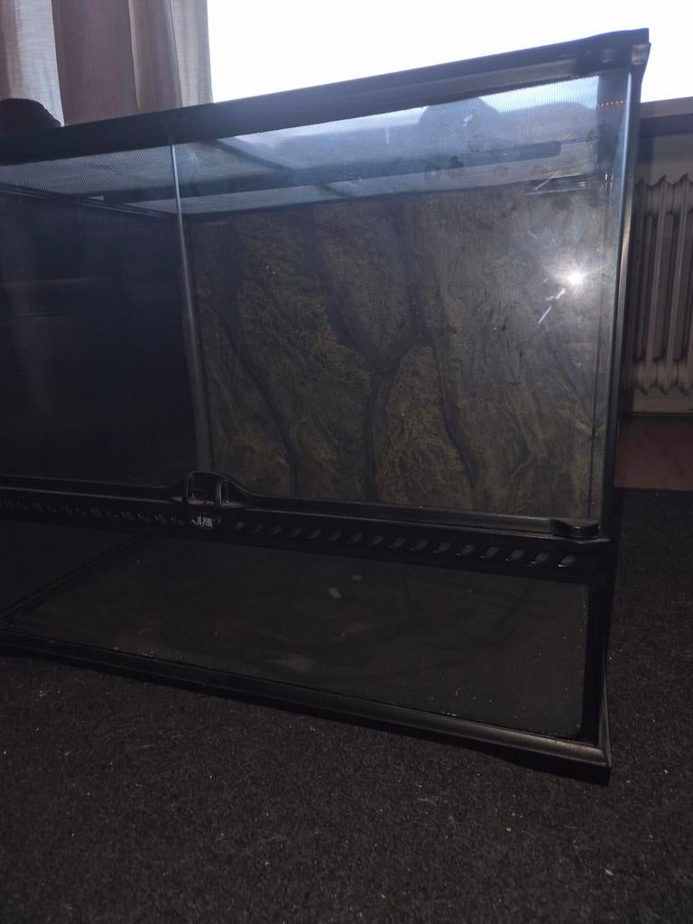 Terrarium, Dieren en Toebehoren, Reptielen en Amfibieën, Hagedis, 0 tot 2 jaar